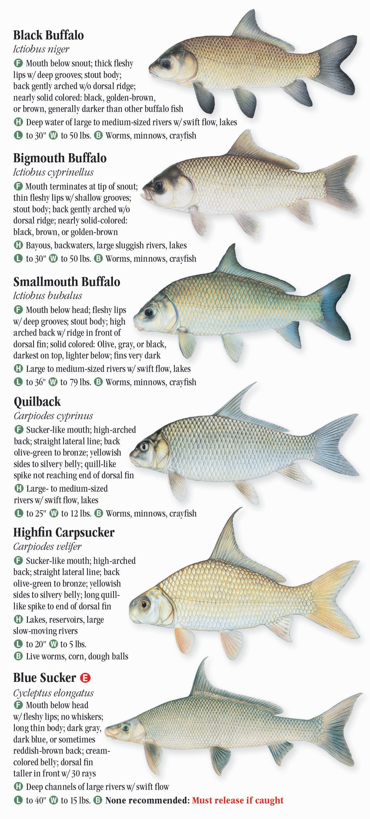 Freshwater Fishes of Michigan – Quick Reference Publishing