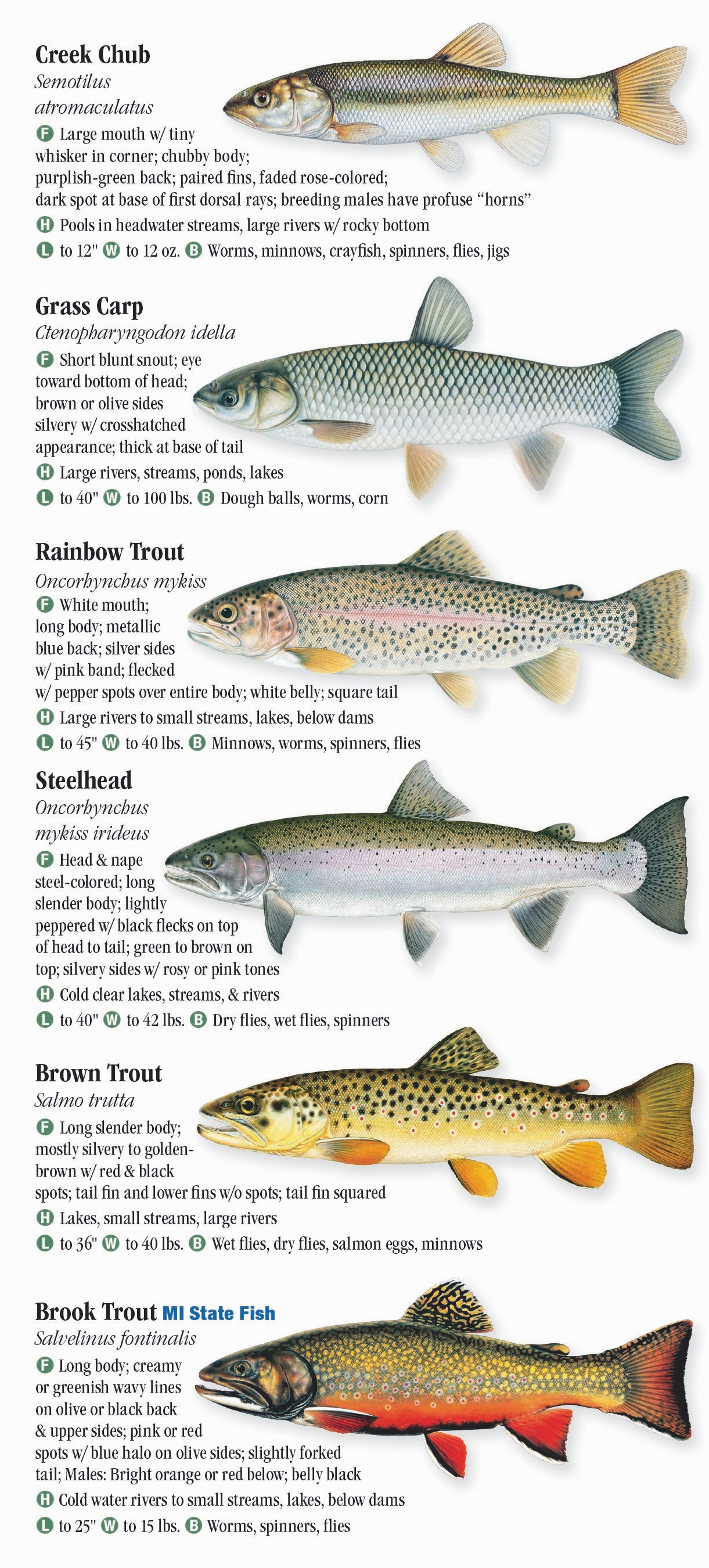 Freshwater Fishes of Michigan Quick Reference Publishing Wholesale