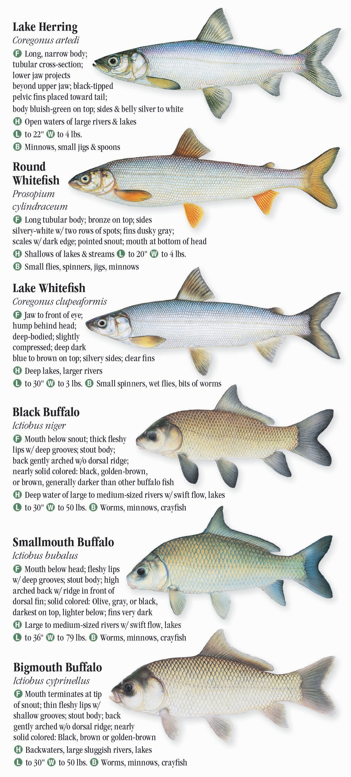 freshwater-fishes-of-indiana-quick-reference-publishing