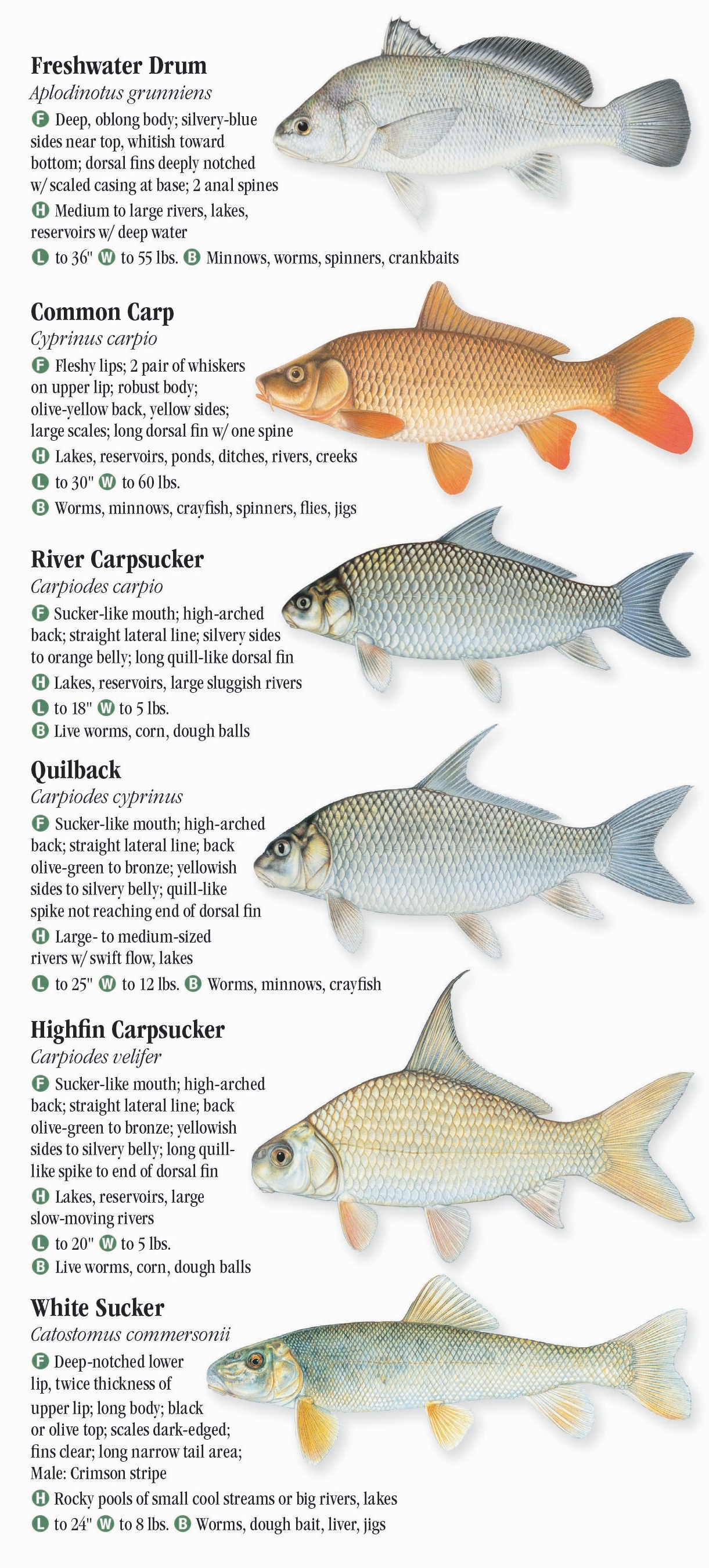 freshwater-fishes-of-indiana-quick-reference-publishing