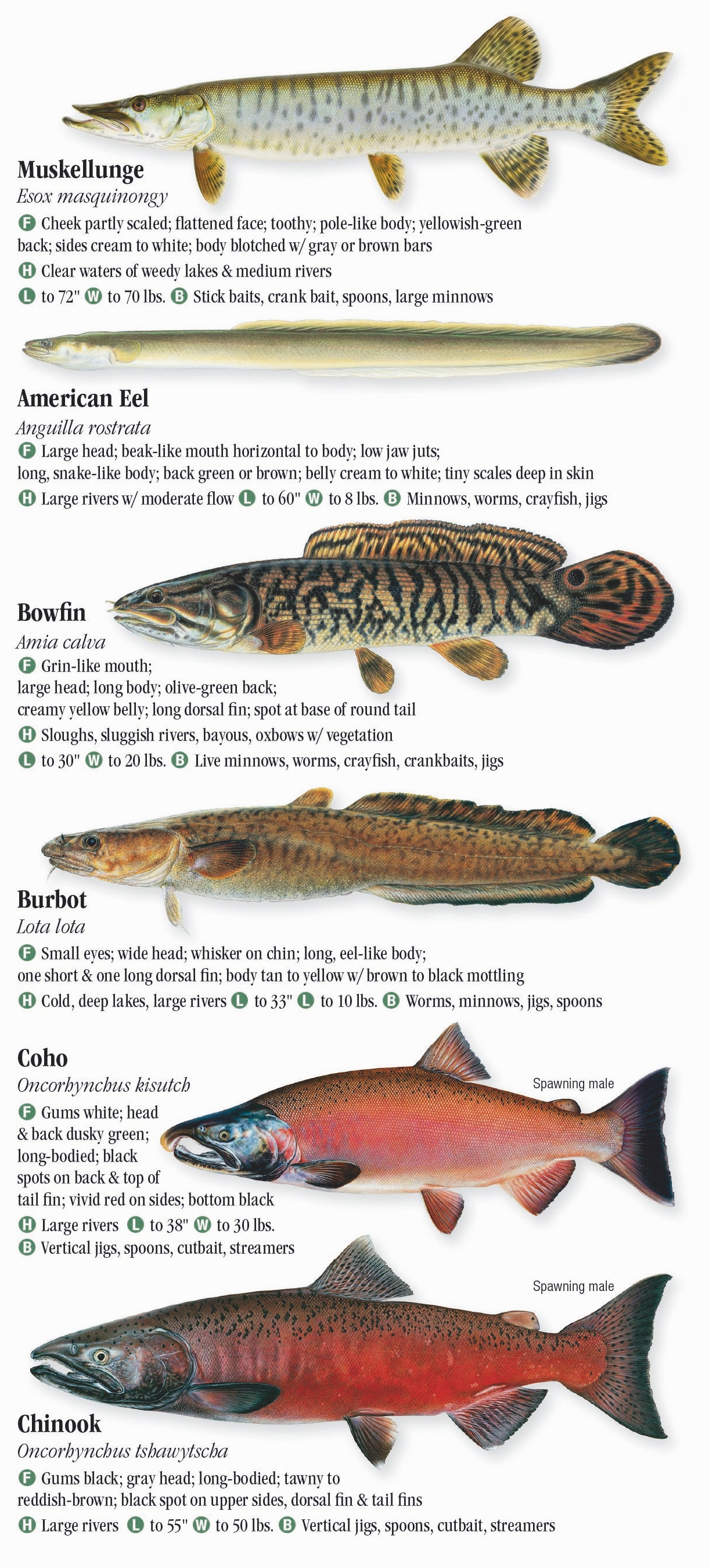 Trout Line - Short or long bodies? Short tails or long