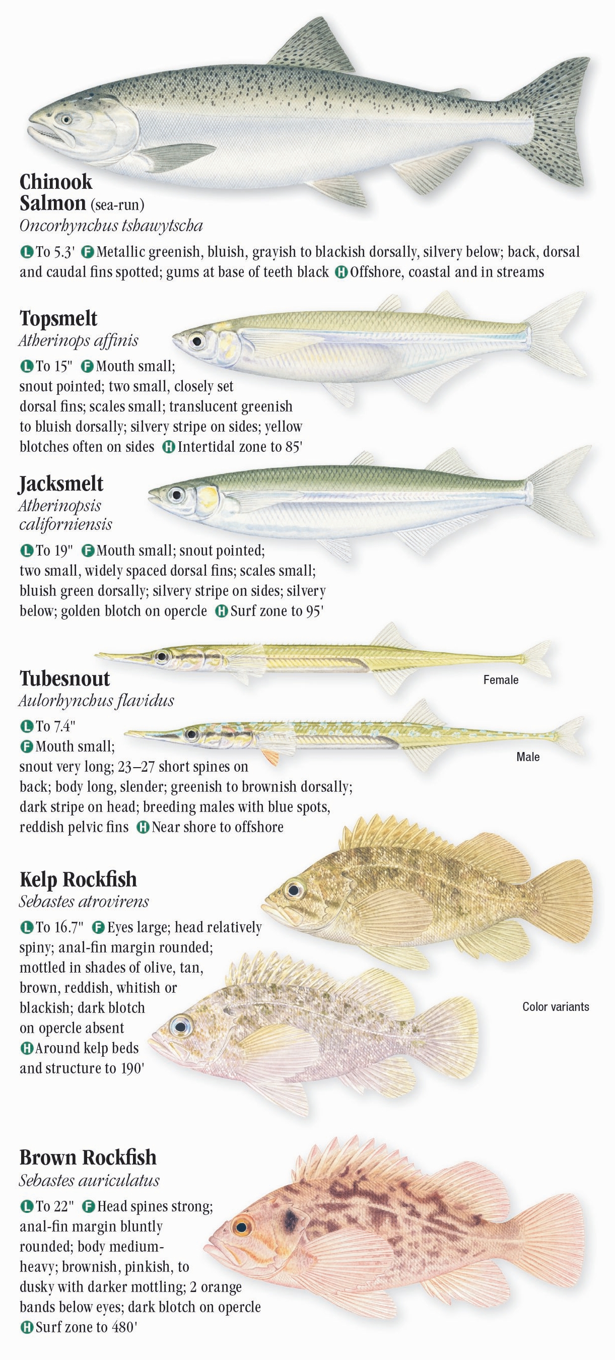 Saltwater Fishes of Central California – Quick Reference Publishing ...