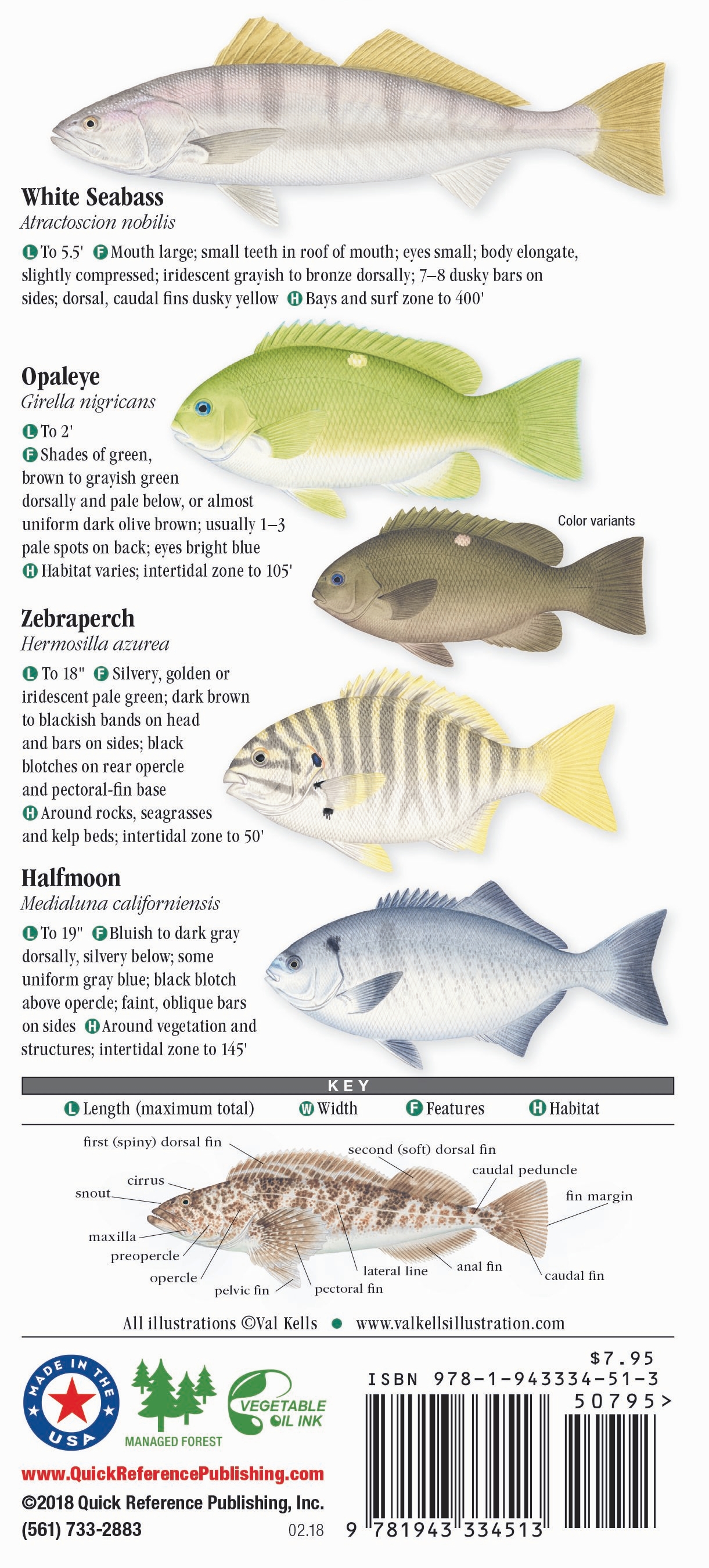 saltwater-fishes-of-southern-california-quick-reference-publishing