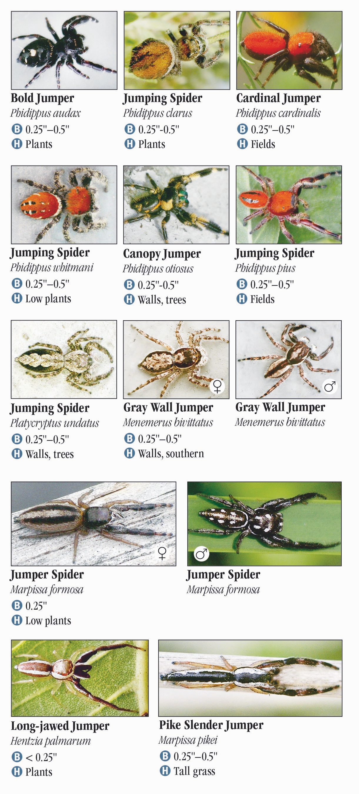 Spiders of Louisiana Quick Reference Publishing