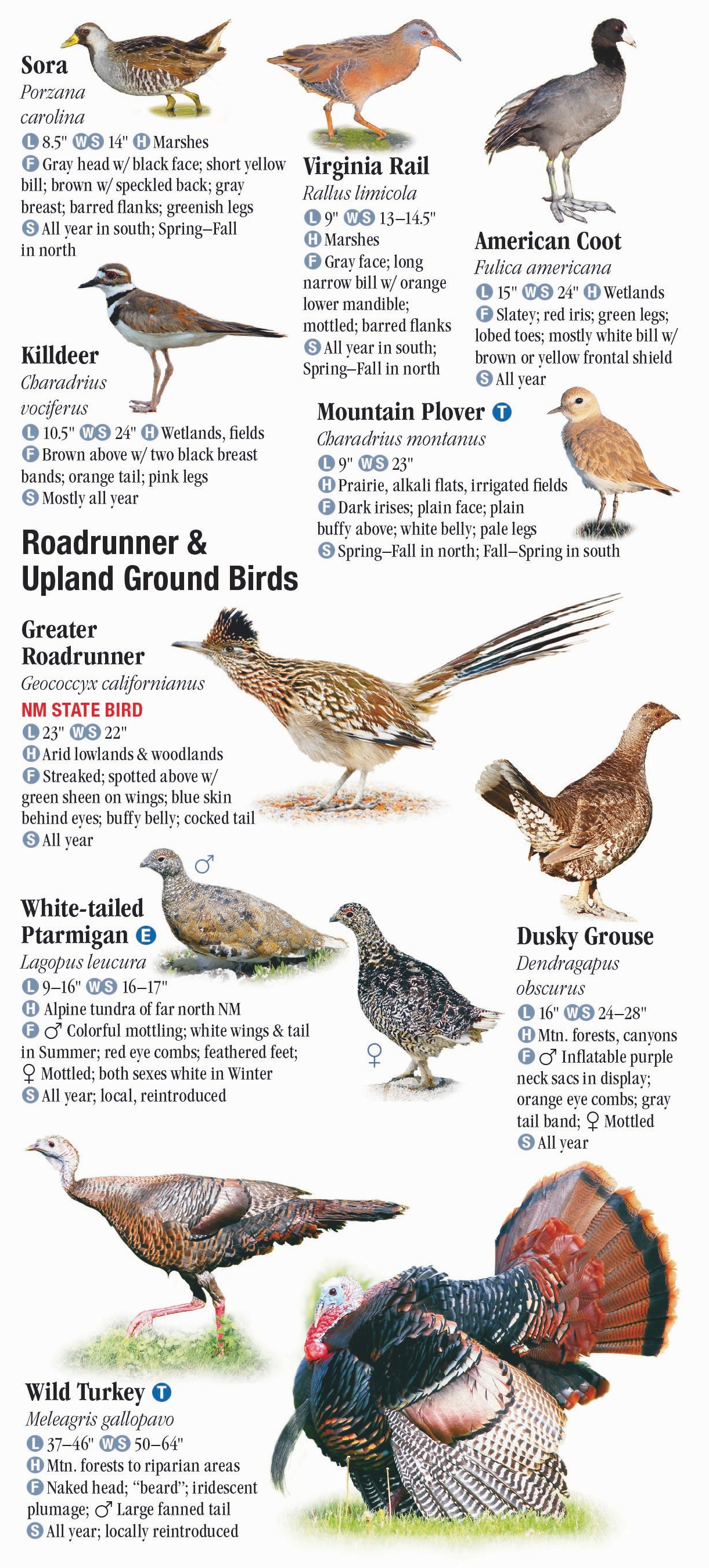 Birds of New Mexico – Quick Reference Publishing