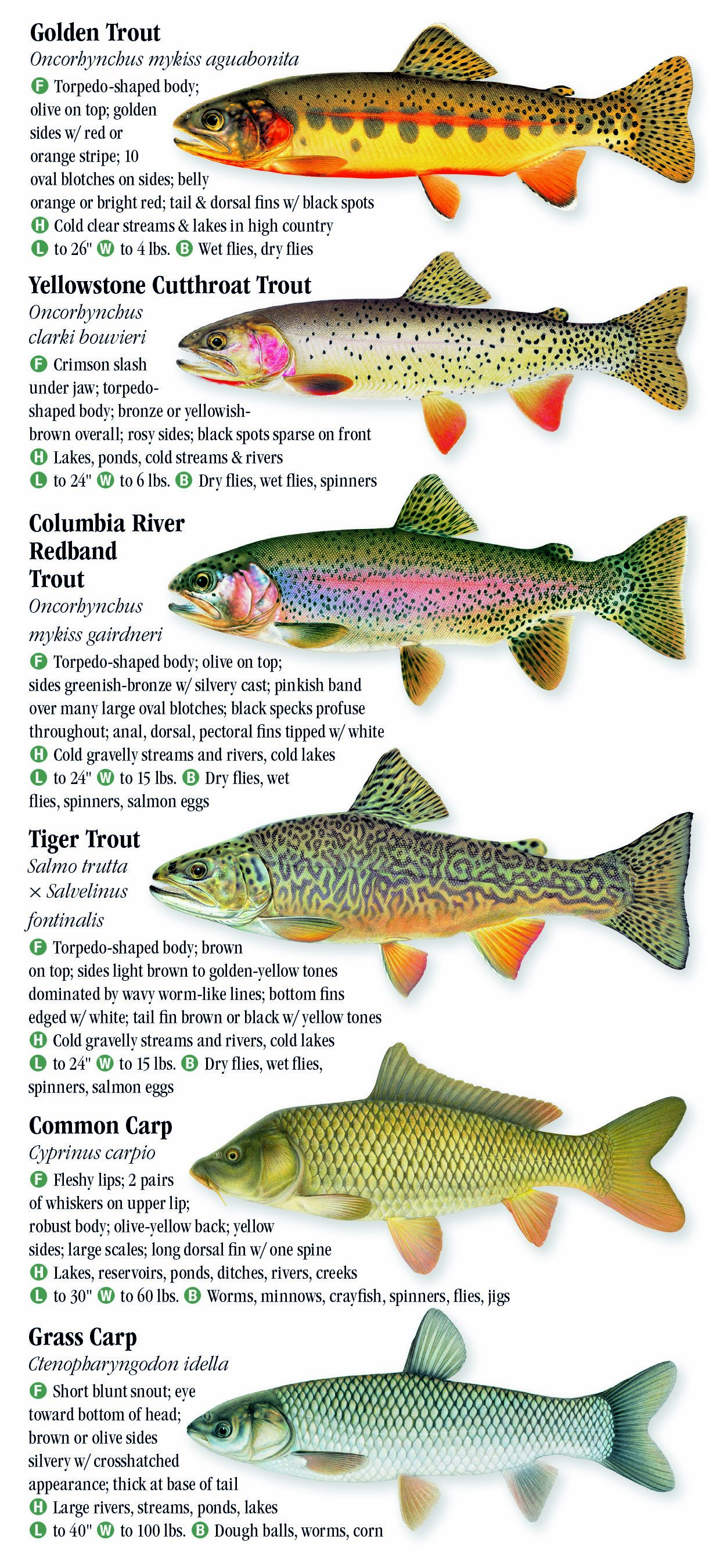 Freshwater Fishes of Montana Quick Reference Publishing