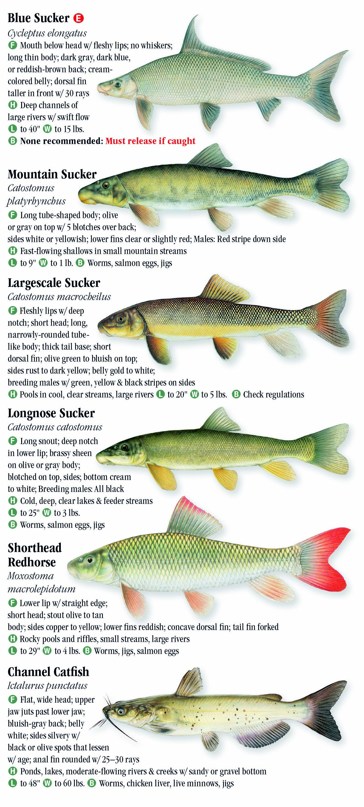 Freshwater Fishes of Montana – Quick Reference Publishing