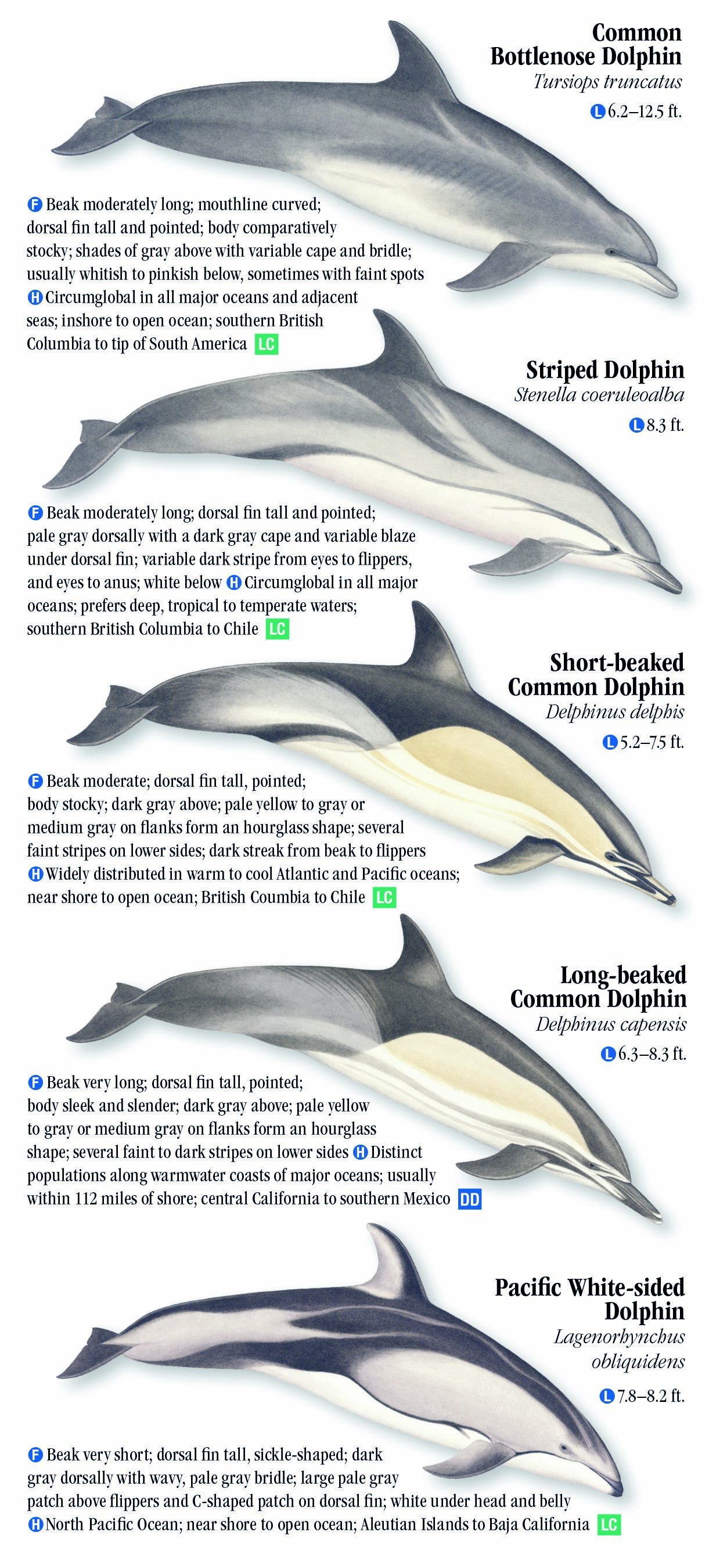 Whales, Dolphins And Porpoises Of The Pacific Coast – Quick Reference ...