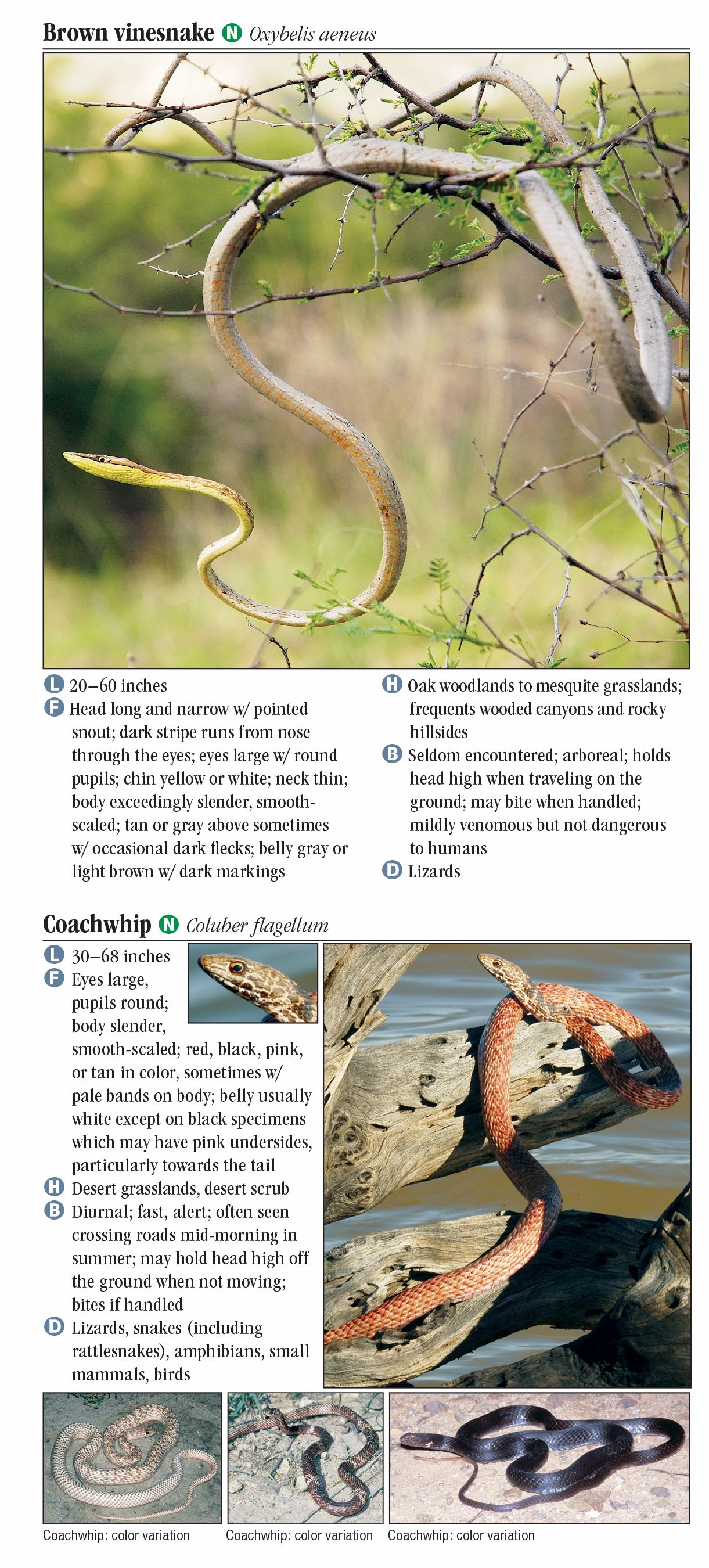 Snakes Of Southeast Arizona – Quick Reference Publishing Wholesale