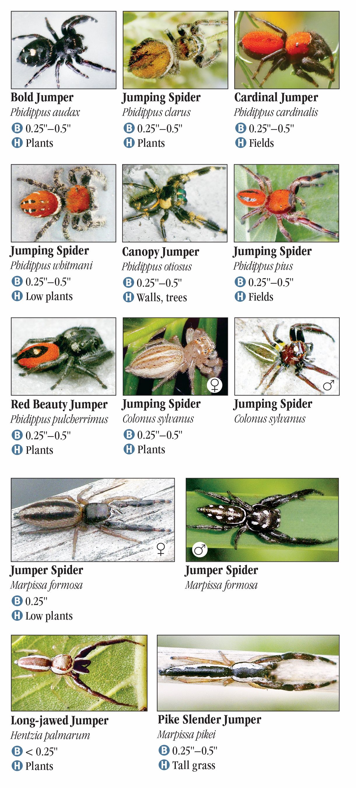 Spiders of Georgia – Quick Reference Publishing Wholesale