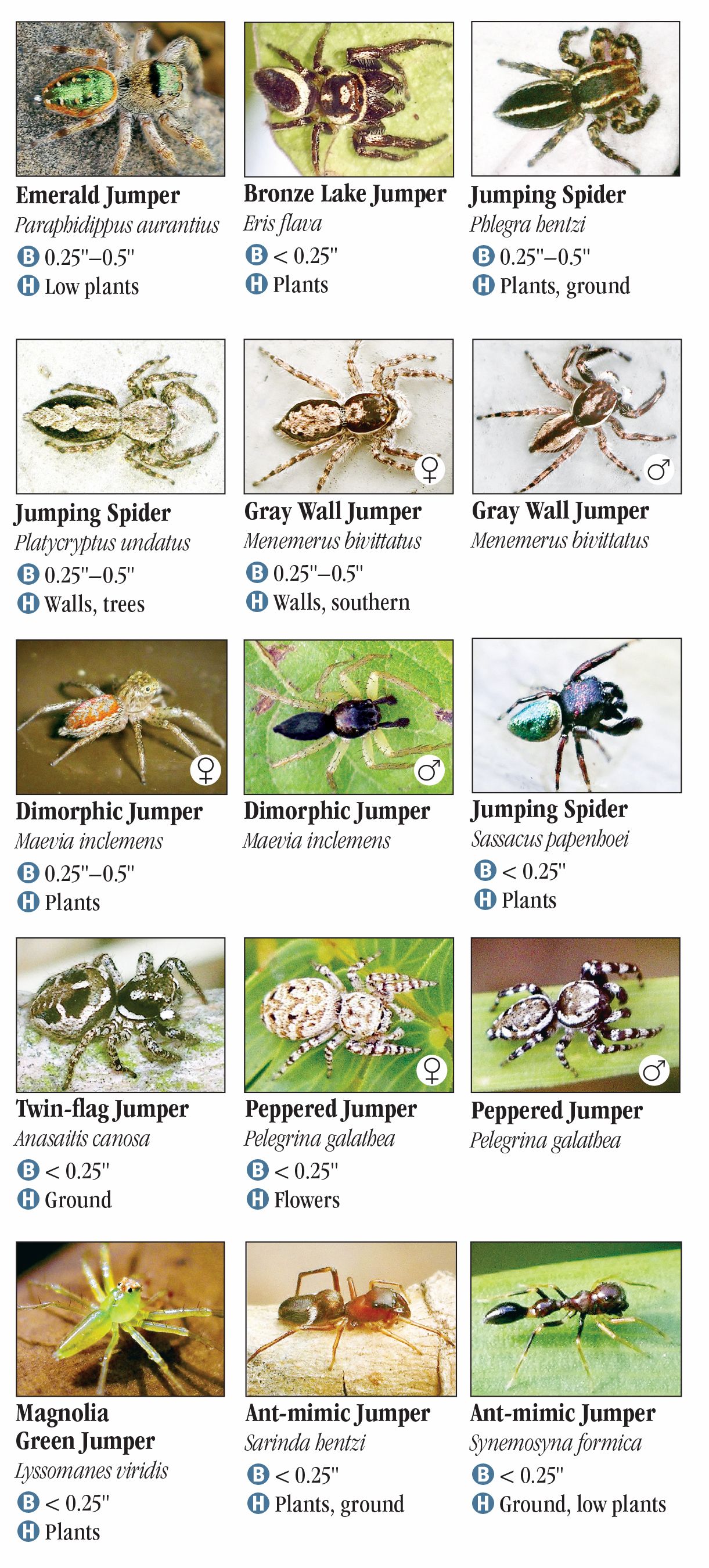 Spiders of Georgia – Quick Reference Publishing Wholesale