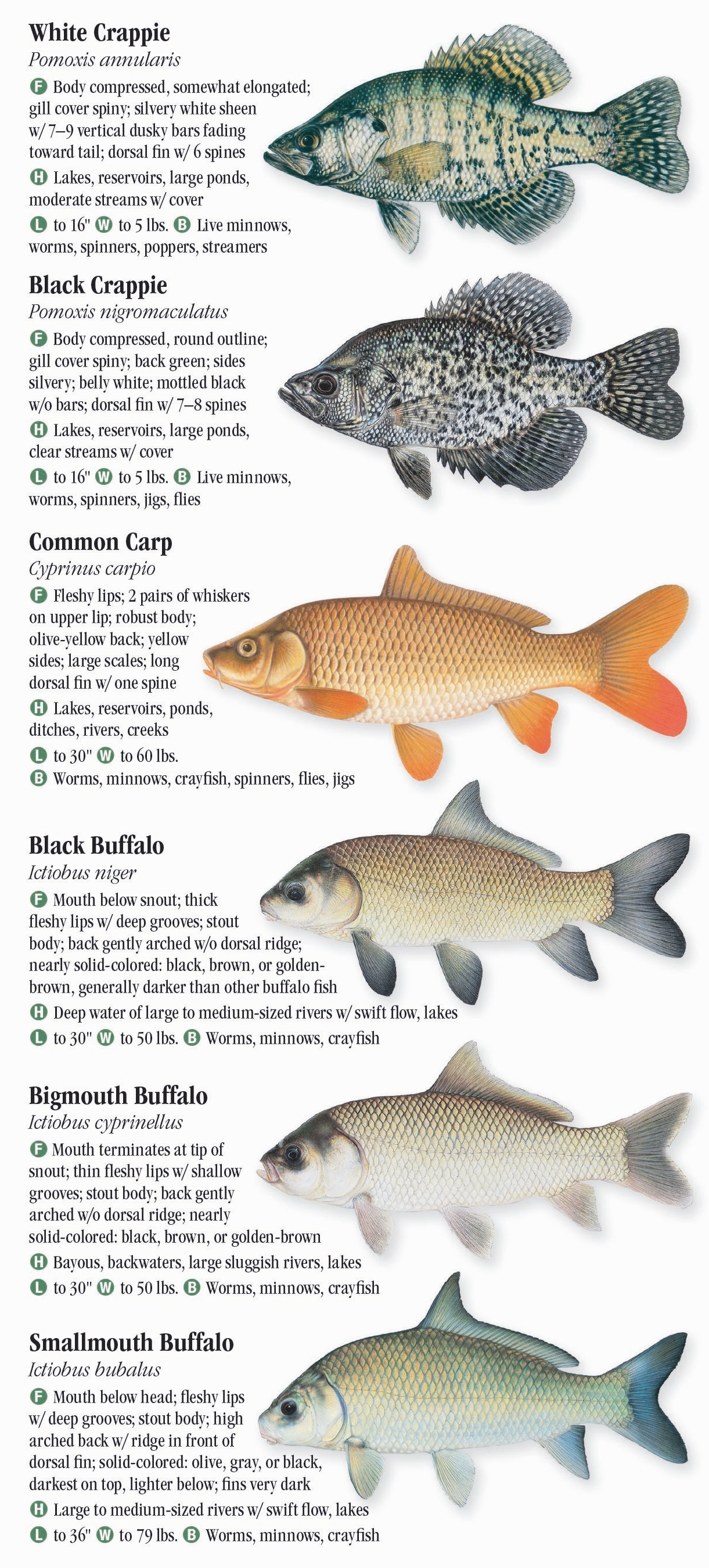 Freshwater Fishes of Alabama & Mississippi – Quick Reference Publishing ...