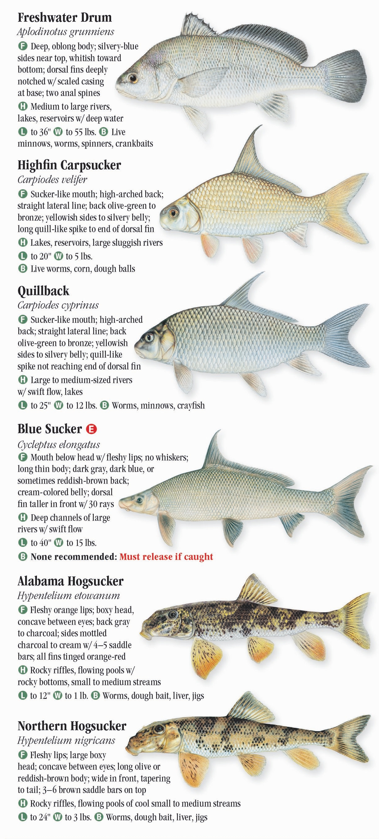 Freshwater Fishes of Alabama & Mississippi – Quick Reference Publishing ...