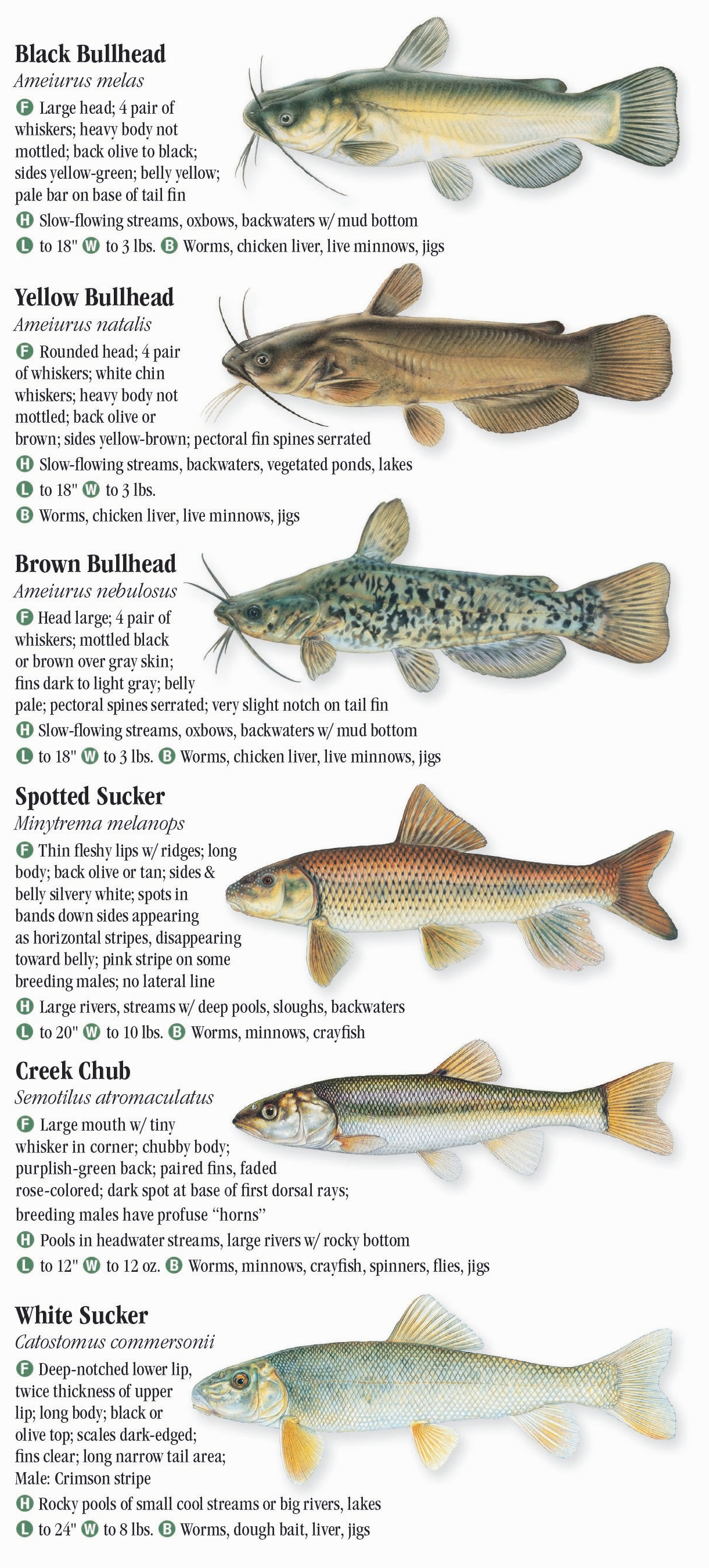 Freshwater Fishes of Alabama & Mississippi – Quick Reference Publishing ...