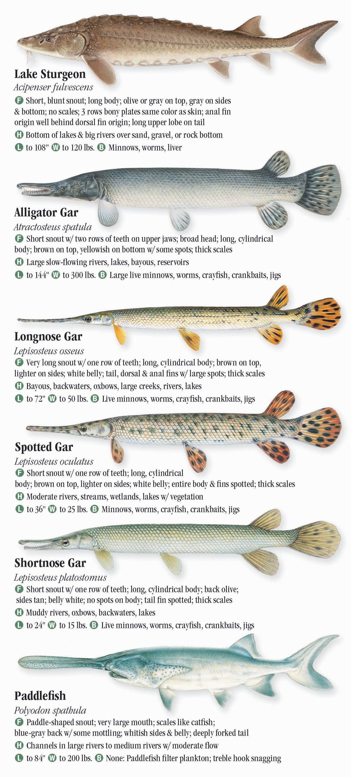 Freshwater Fishes of Alabama & Mississippi – Quick Reference Publishing