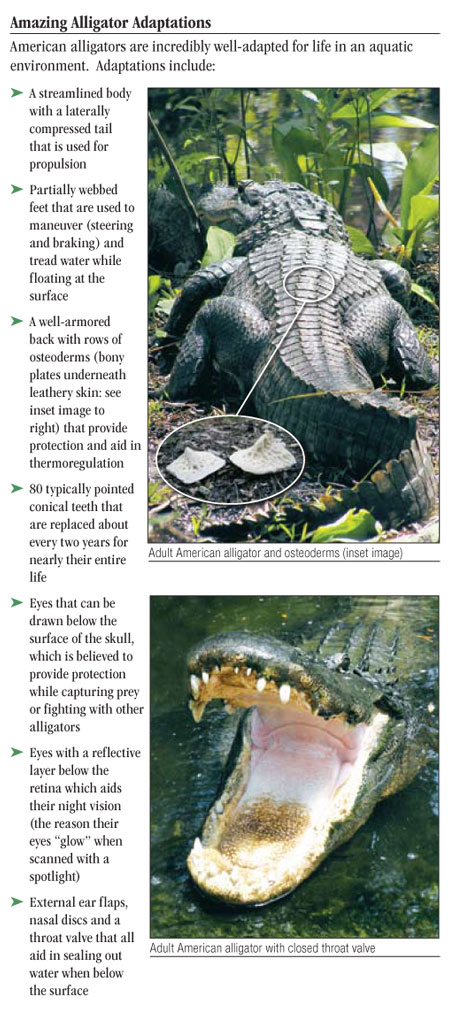 Alligators Pg08 Jpg