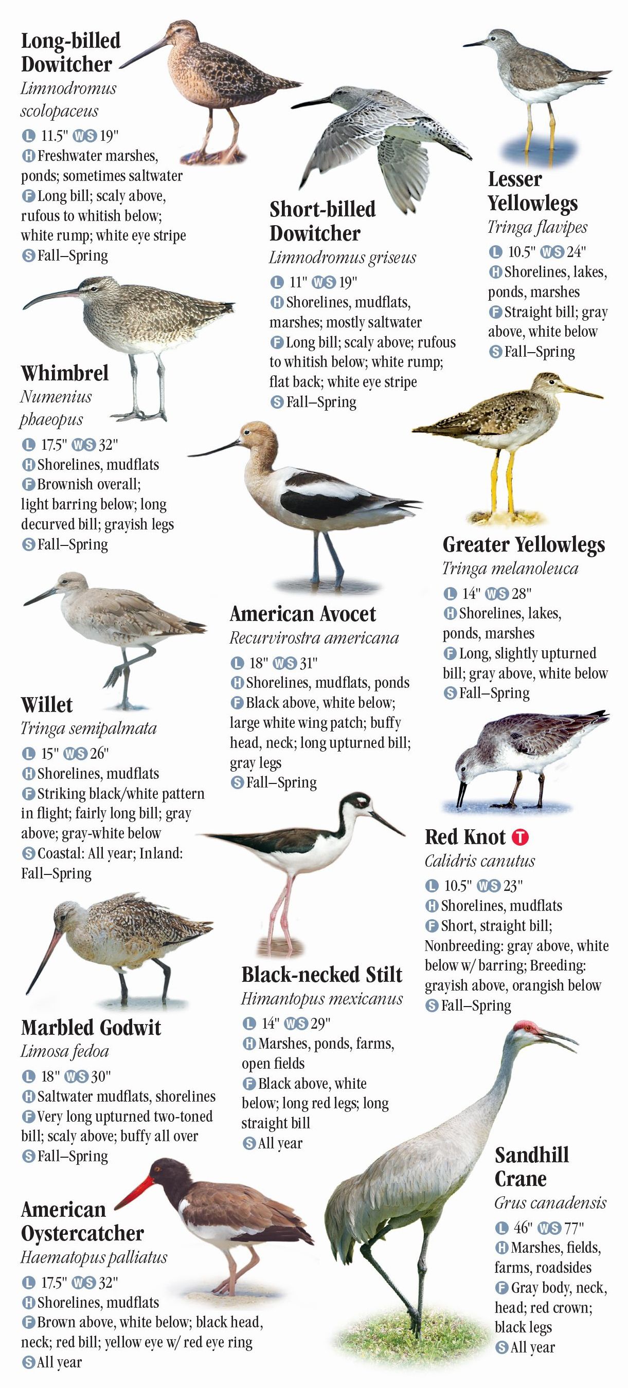 Birds of Central Florida - Quick Reference Publishing