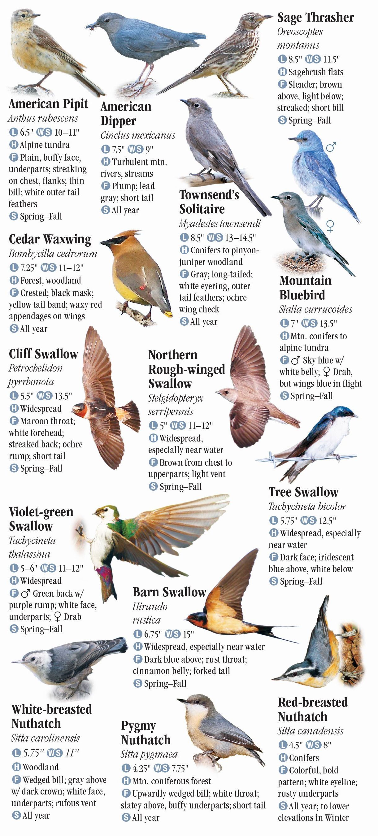 Birds Of Idaho Field Guide