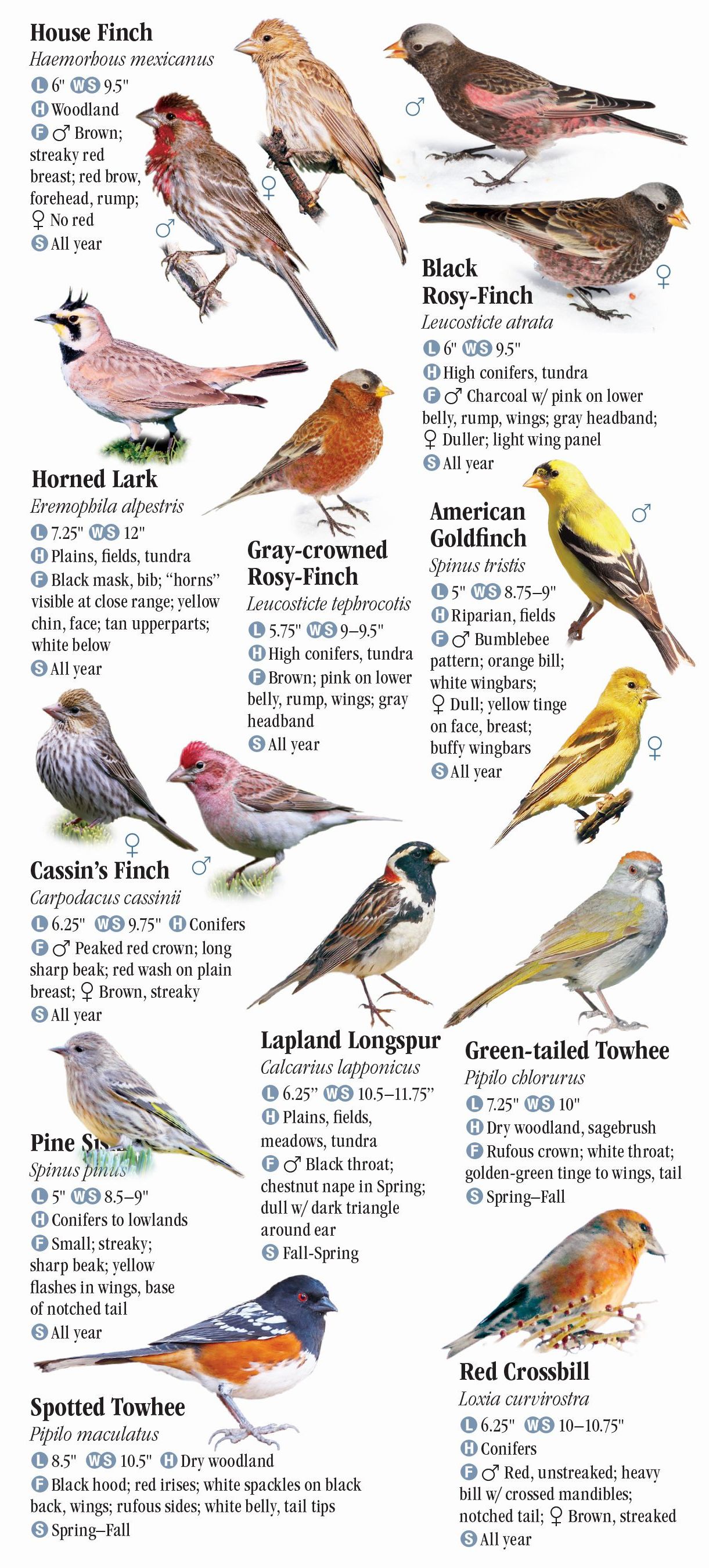 Birds Of Idaho – Quick Reference Publishing Retail