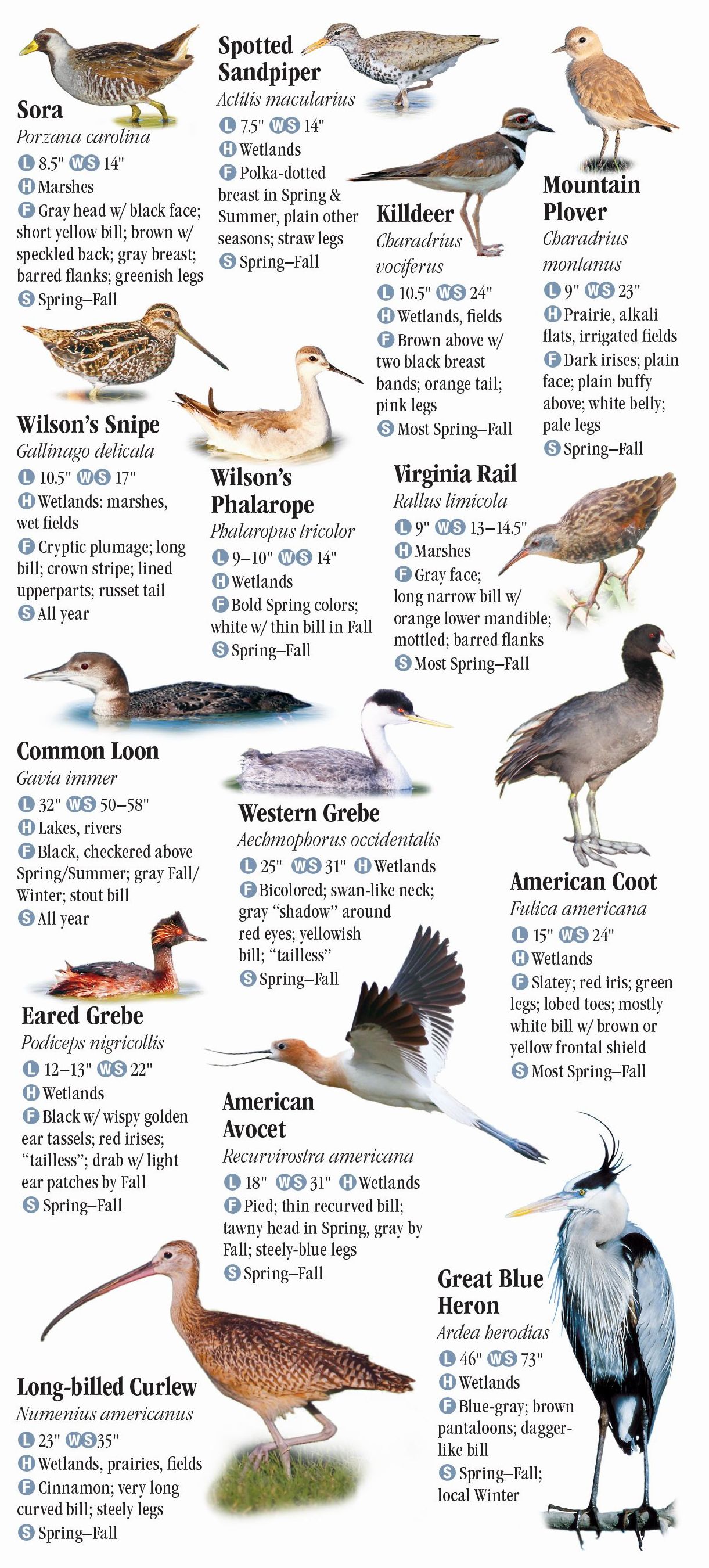 Birds Of Idaho – Quick Reference Publishing Retail