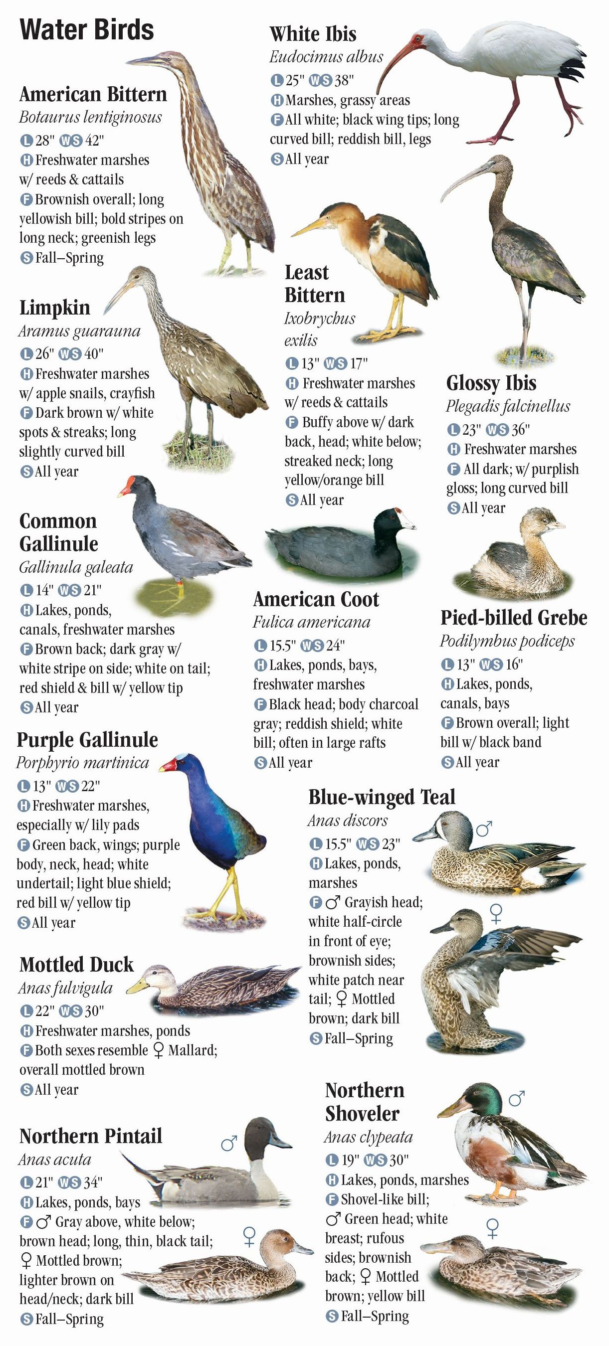 Birds of Southeast Florida – Quick Reference Publishing Retail