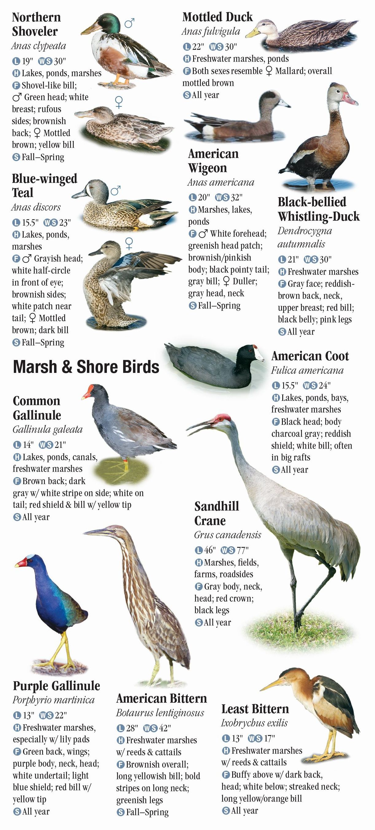 Birds of Southwest Florida – Quick Reference Publishing Retail