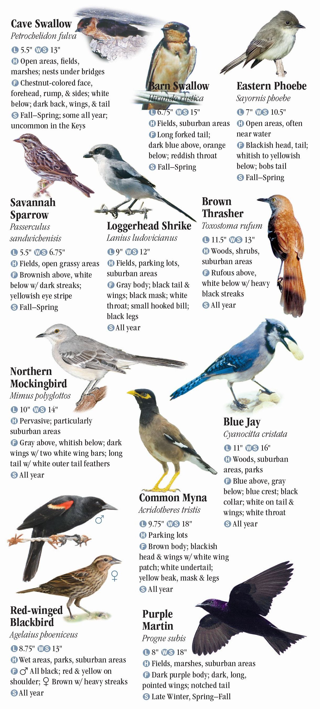 birds-of-the-florida-keys-quick-reference-publishing-retail