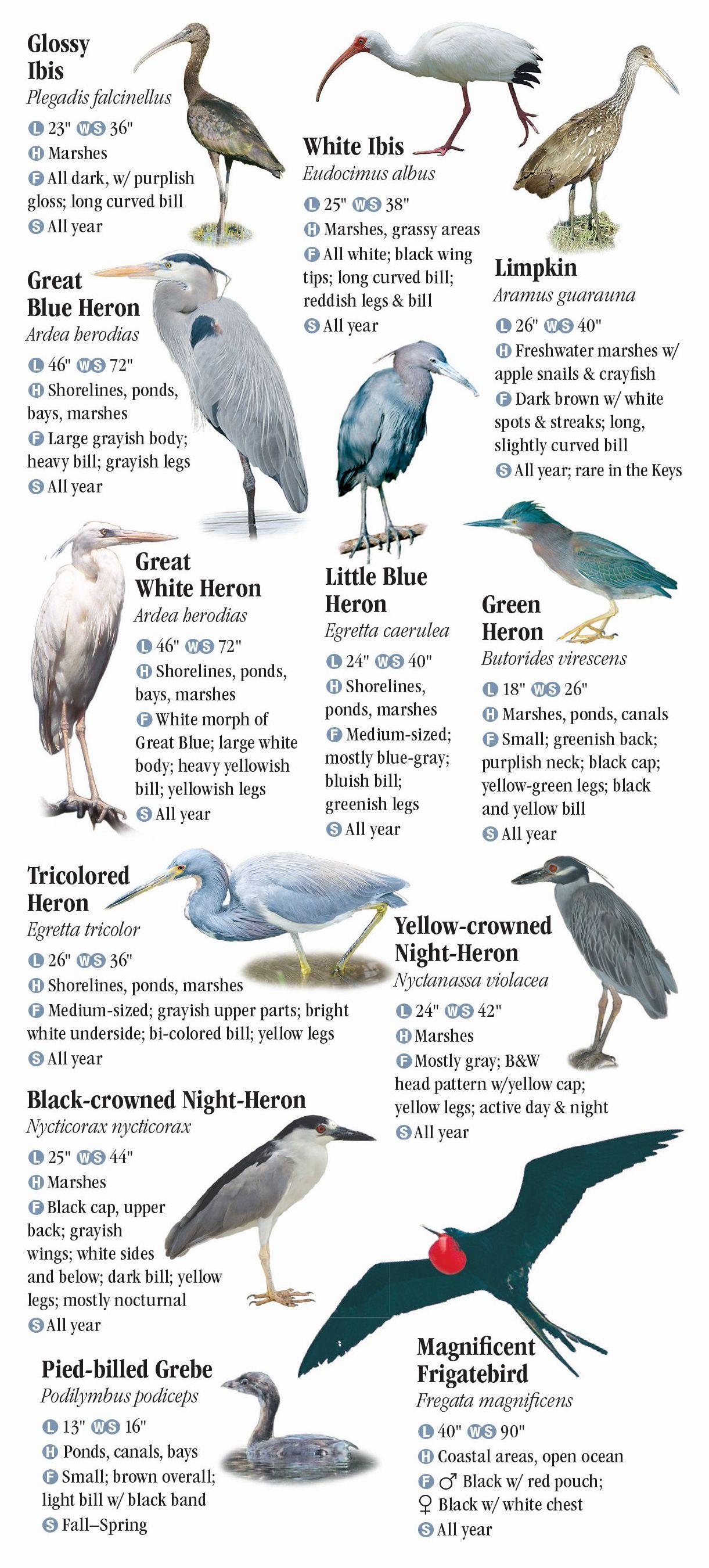 birds-of-the-florida-keys-quick-reference-publishing-retail