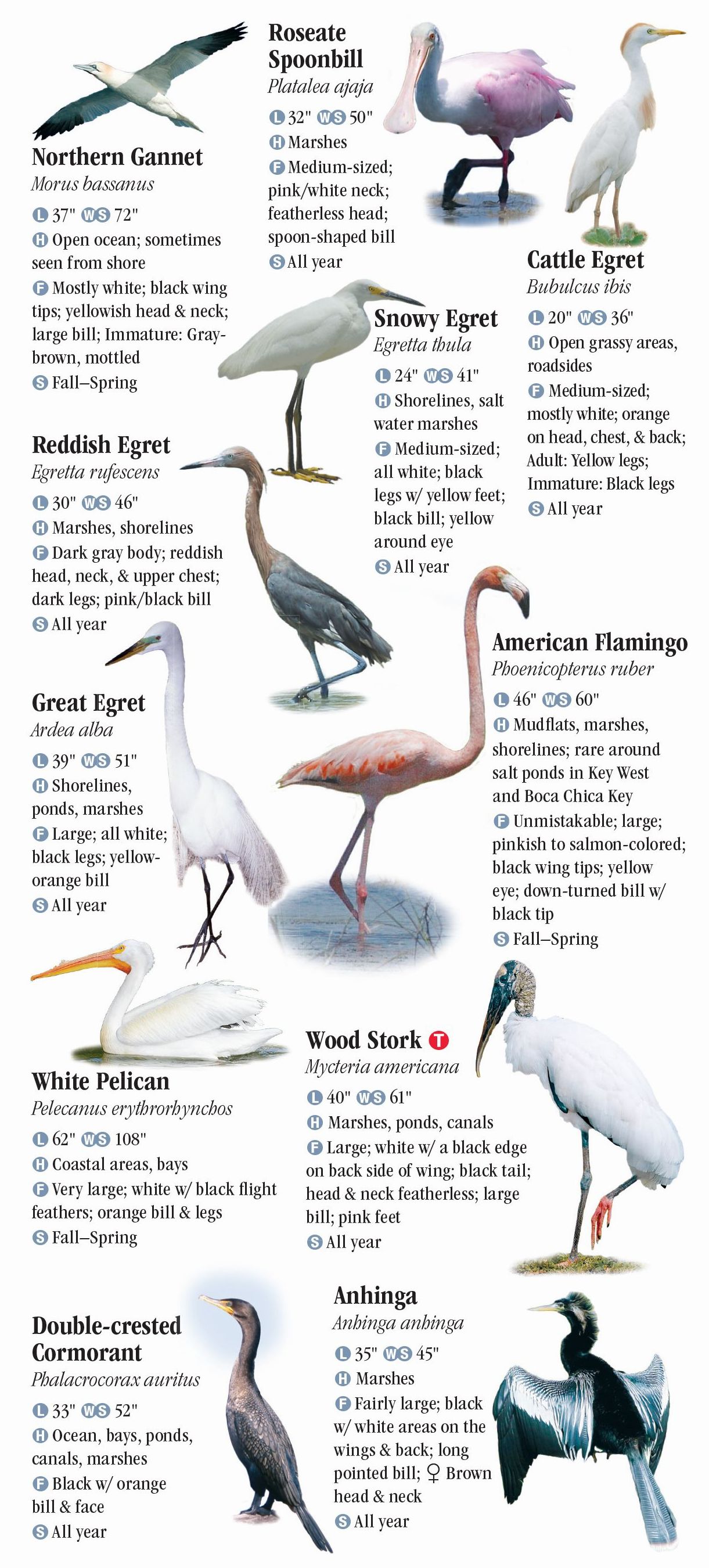 birds-of-the-florida-keys-quick-reference-publishing-retail