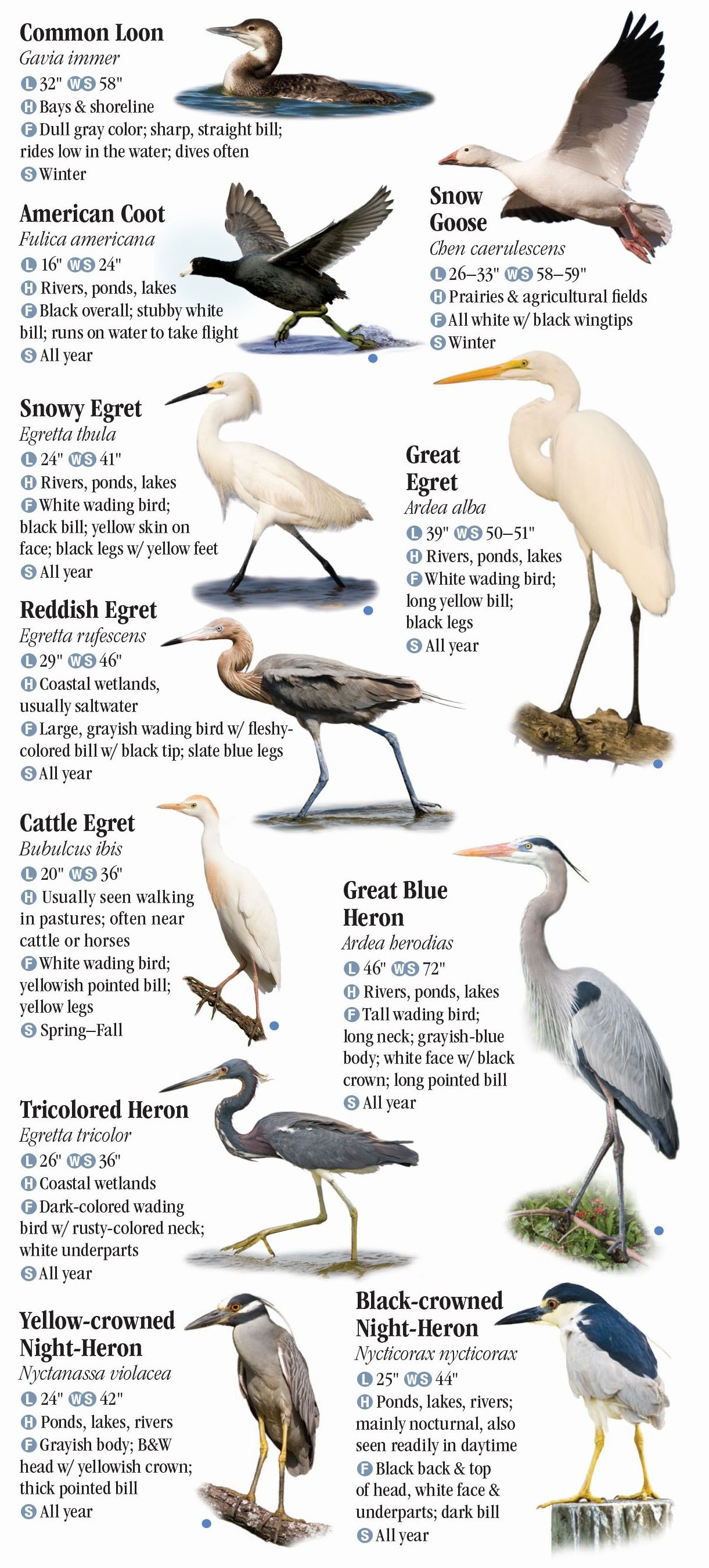 Birds of Southeast Texas and the Upper Texas Coast – Quick Reference ...