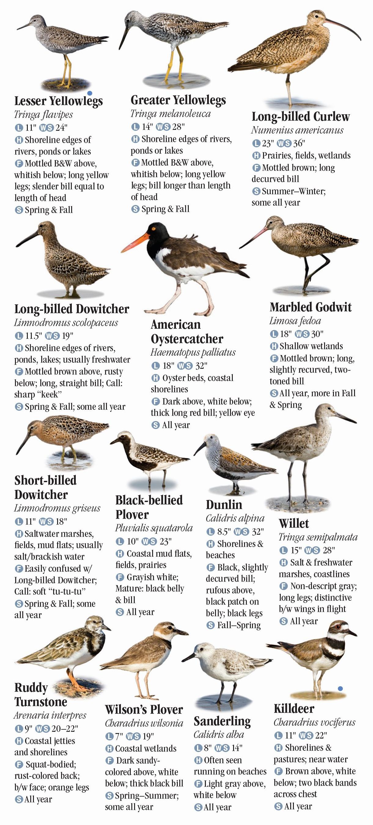 Birds of Southeast Texas and the Upper Texas Coast – Quick Reference 