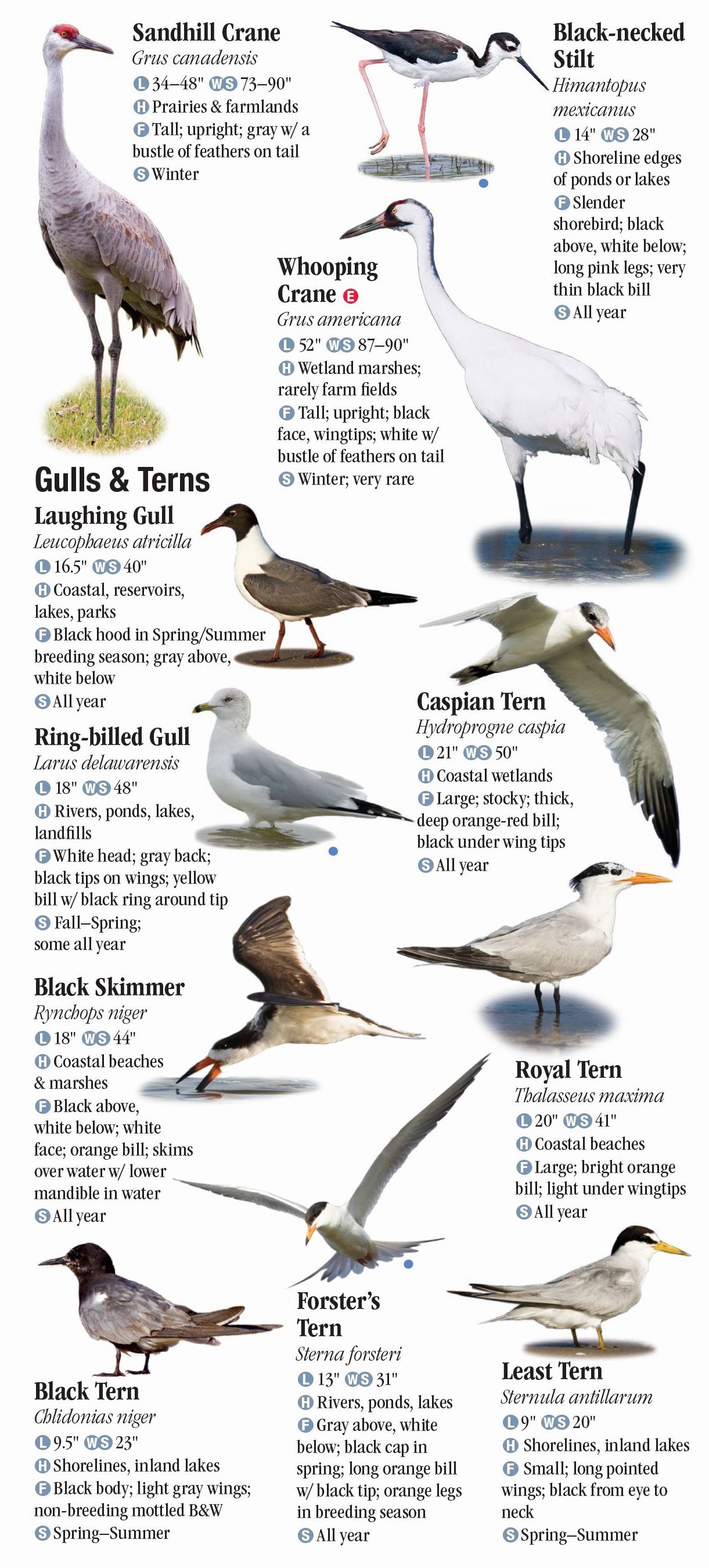 Birds of Southeast Texas and the Upper Texas Coast – Quick Reference 