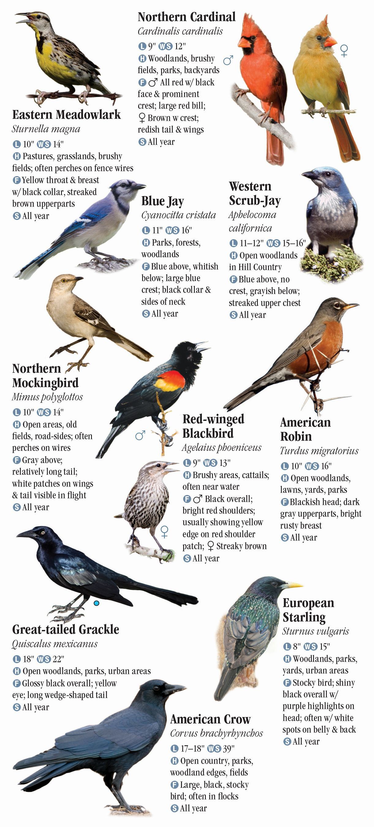 list of small songbirds