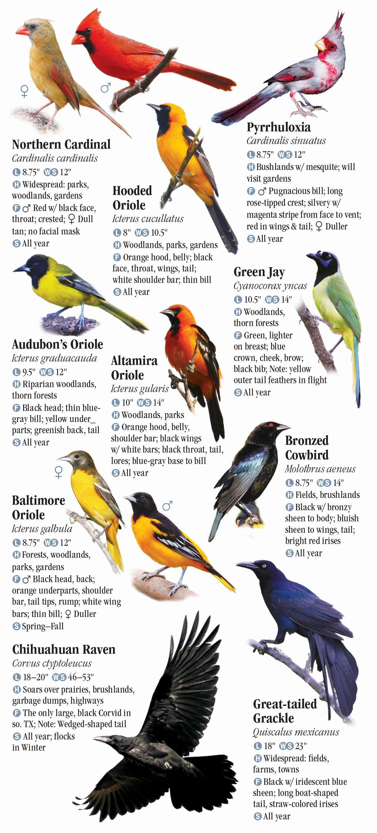 Types Of Birds In Texas