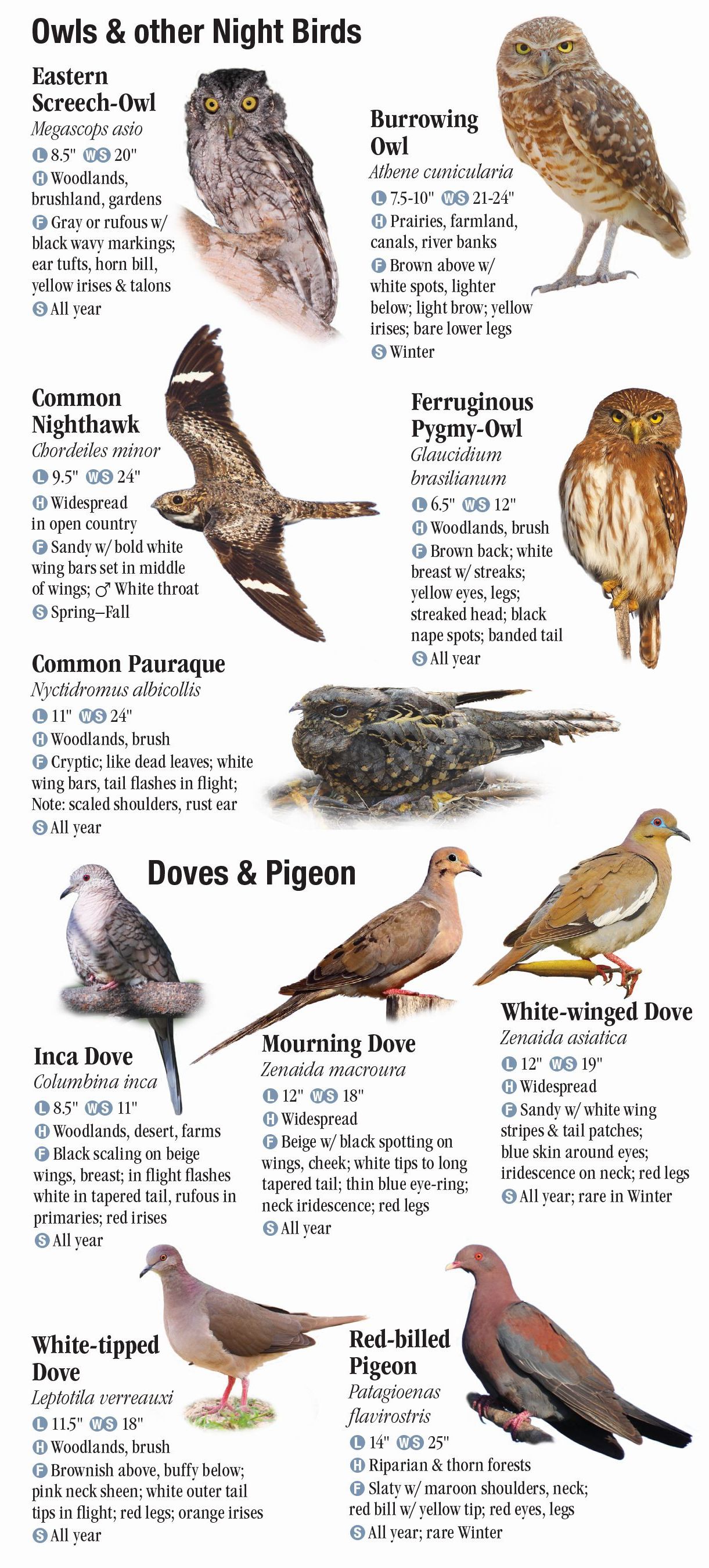 birds-of-south-texas-quick-reference-publishing