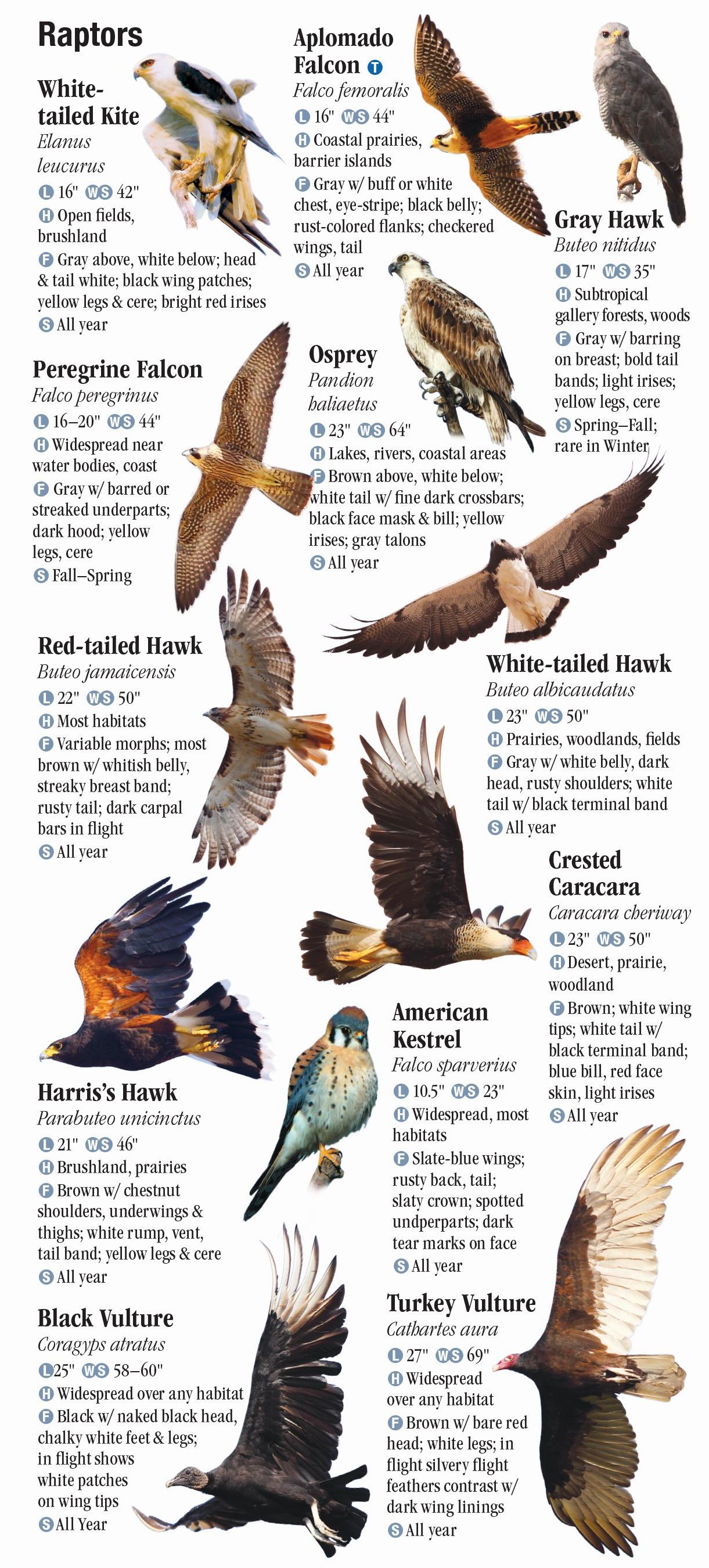 Birds Of South Texas – Quick Reference Publishing