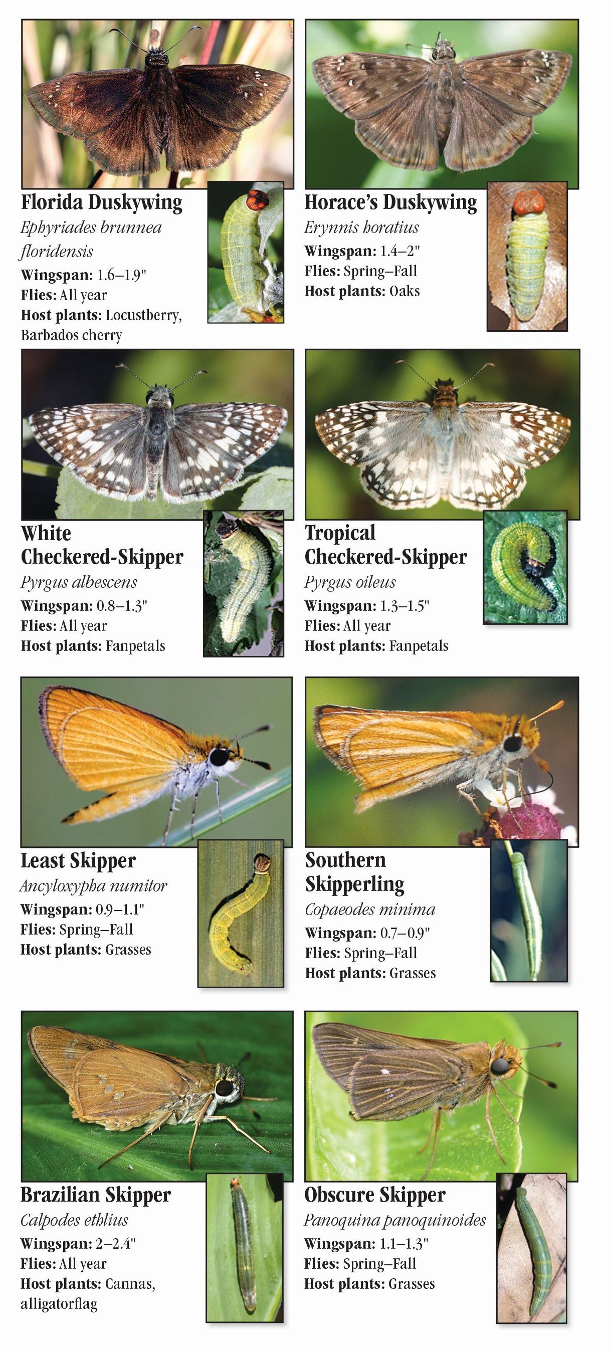 Butterflies of Southeast Florida – Quick Reference Publishing Retail