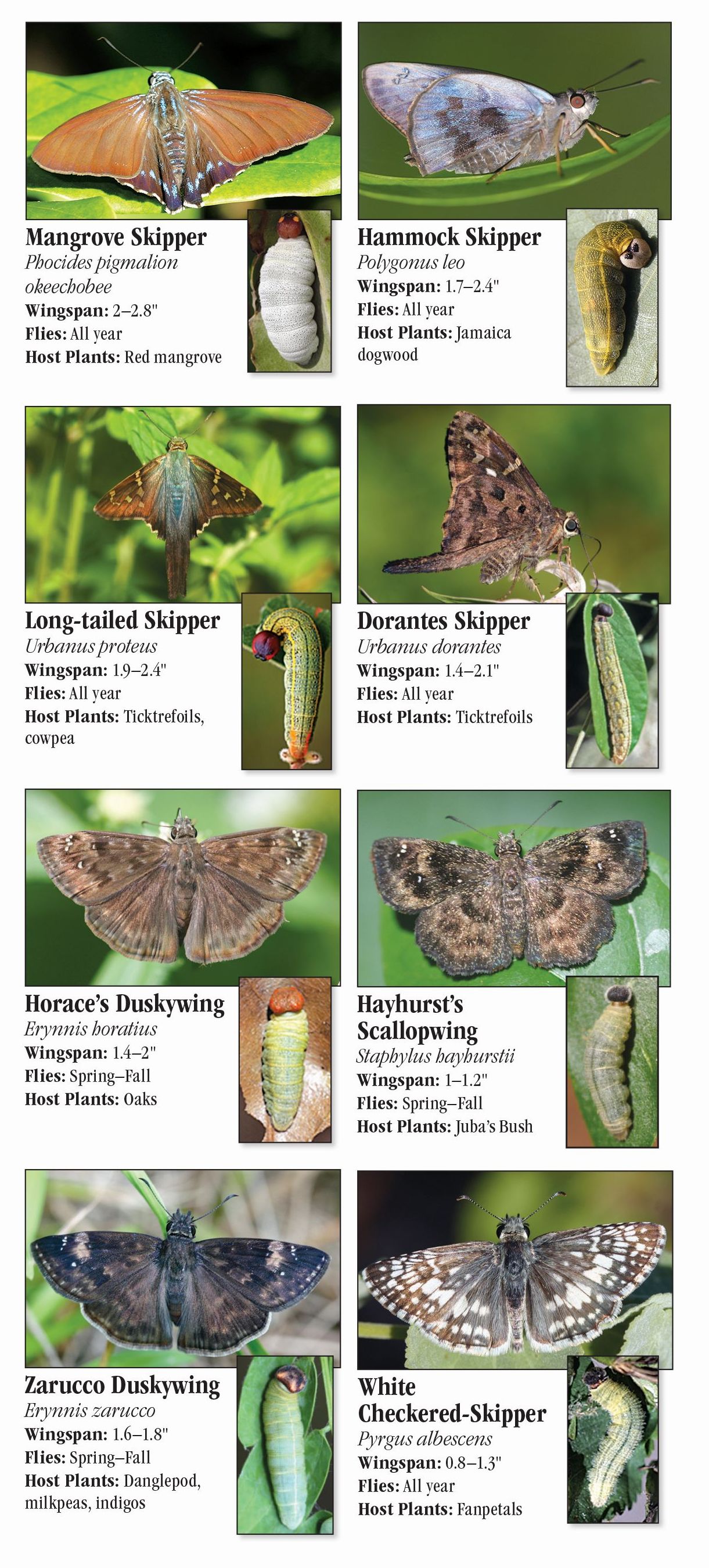 Butterflies of Southwest Florida – Quick Reference Publishing Retail