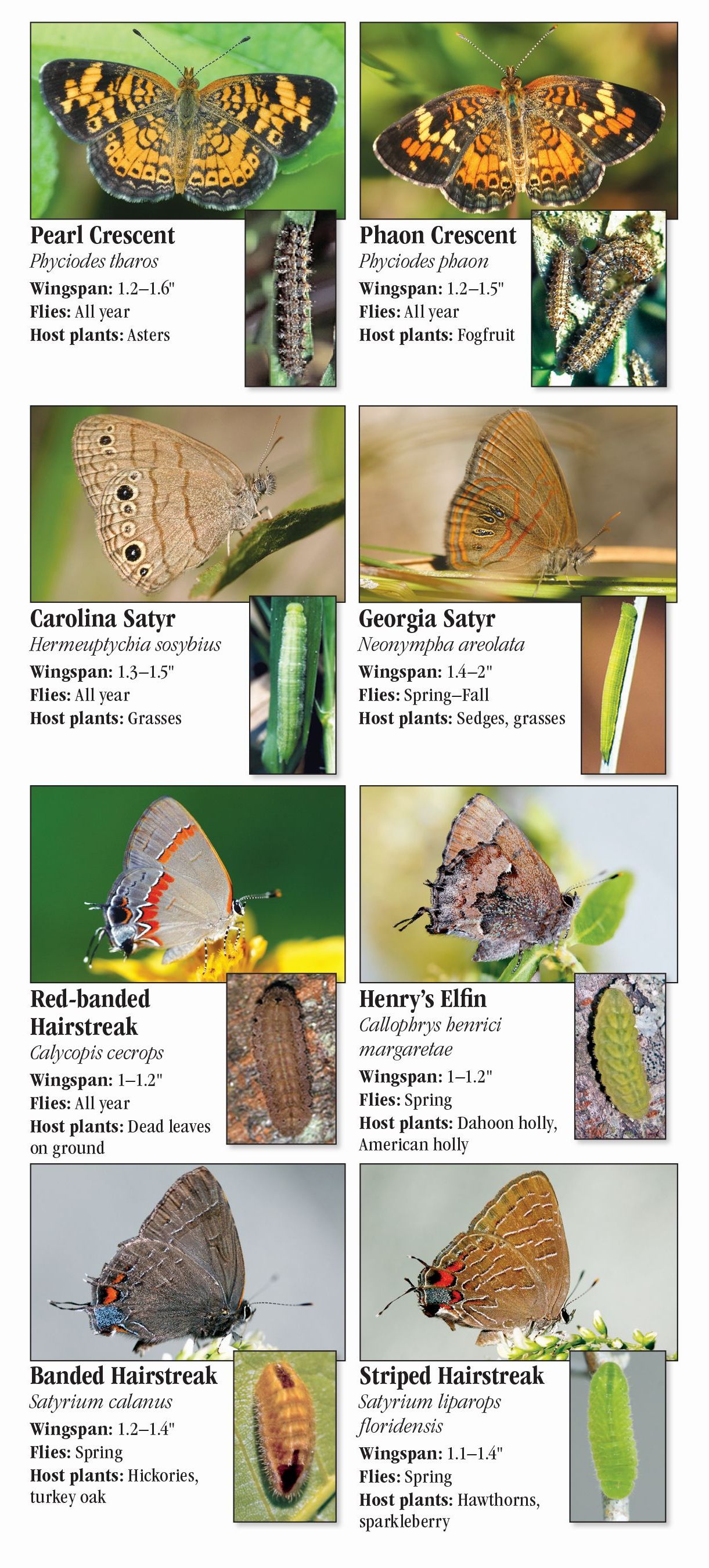 Butterflies of Central Florida – Quick Reference Publishing Retail