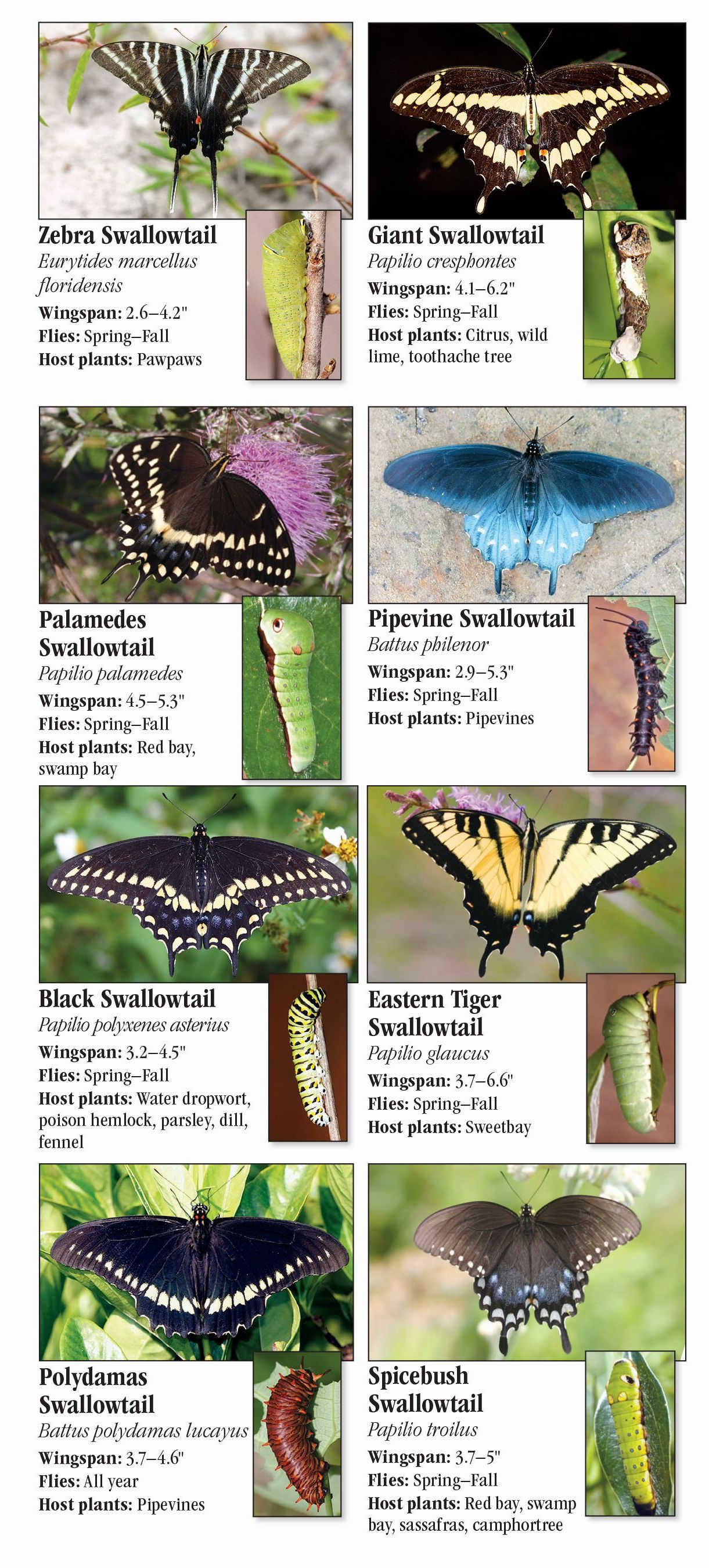 Butterflies of Central Florida – Quick Reference Publishing Retail