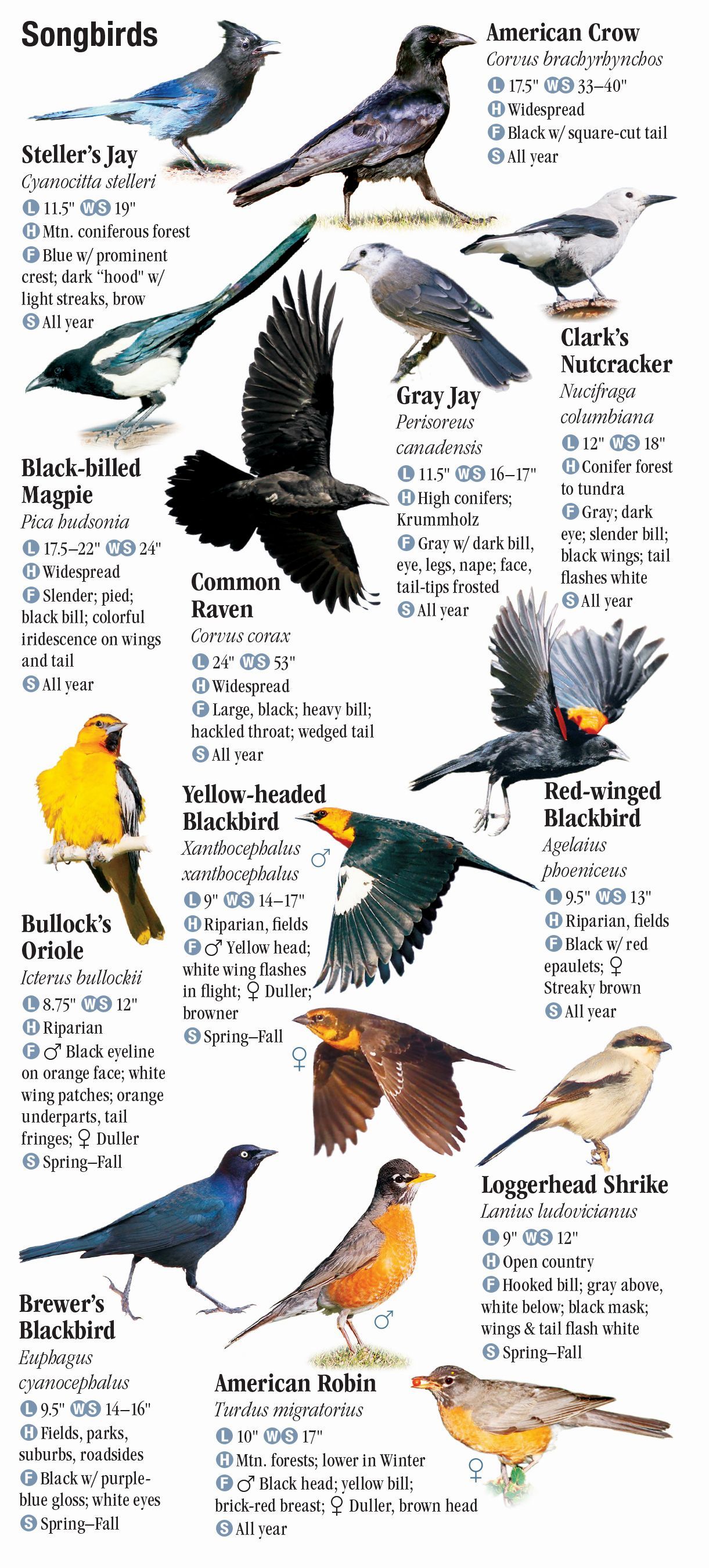 Birds of Yellowstone and Grand Teton National Parks – Quick Reference ...