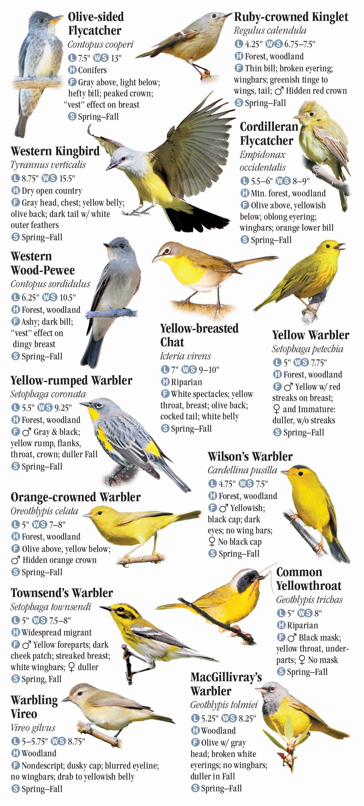 Birds of Yellowstone and Grand Teton National Parks – Quick Reference ...