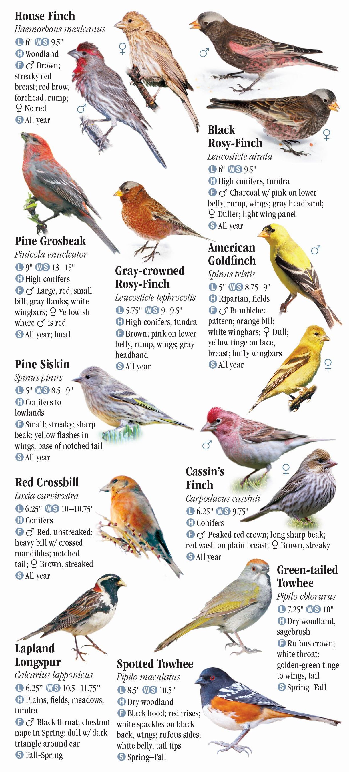 Birds of Yellowstone and Grand Teton National Parks – Quick Reference ...