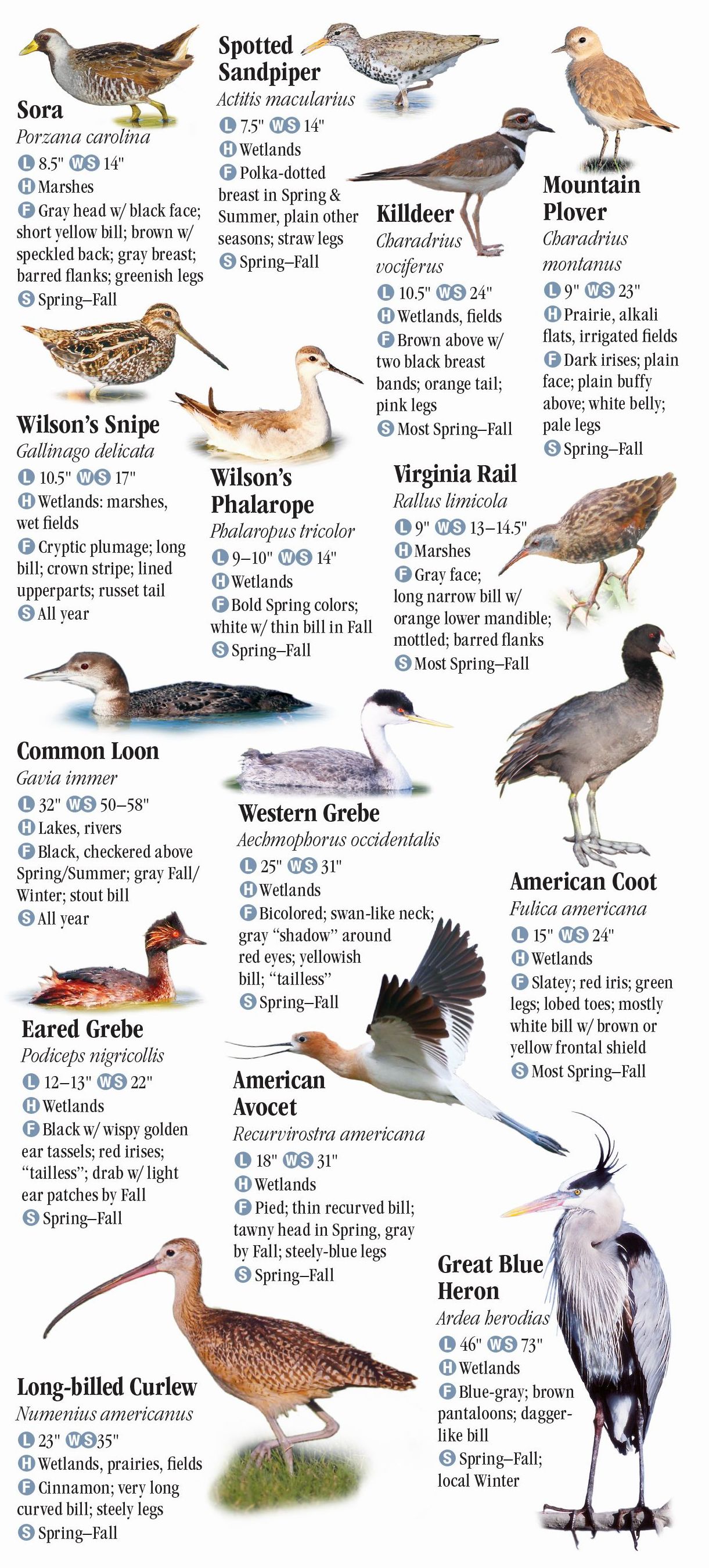 Birds of Yellowstone and Grand Teton National Parks – Quick Reference ...