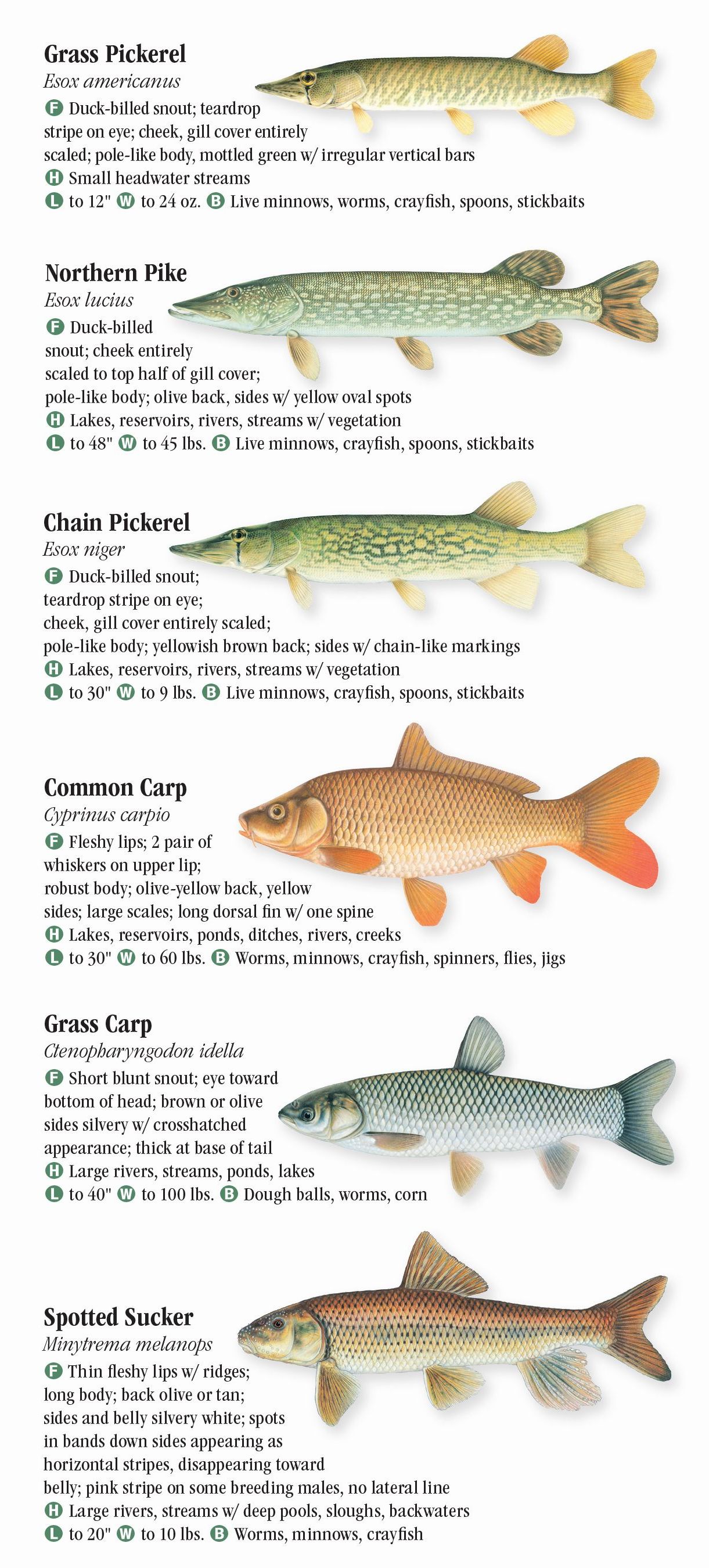 texas-freshwater-fish-chart