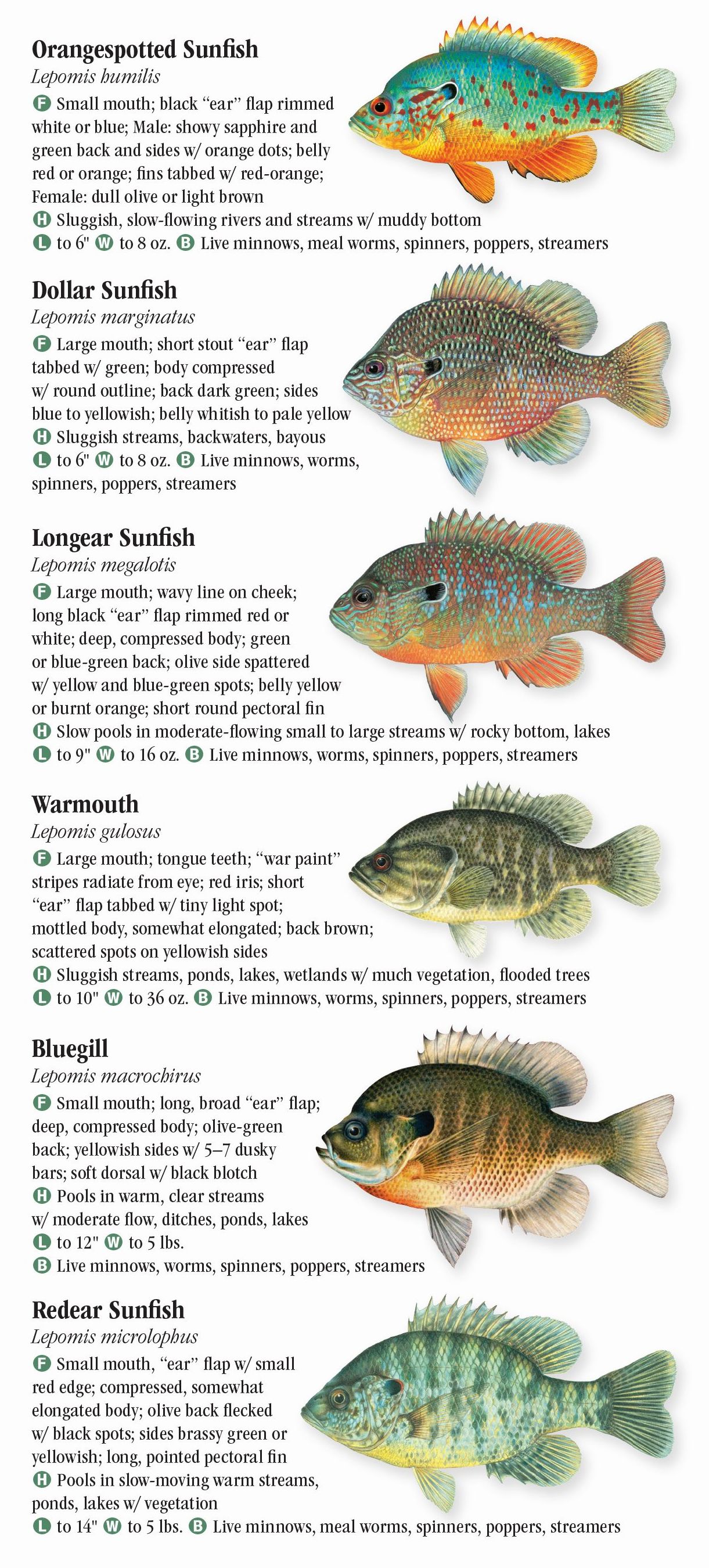 Freshwater Fishes Of Texas Poster Hunting Fishing Pin - vrogue.co