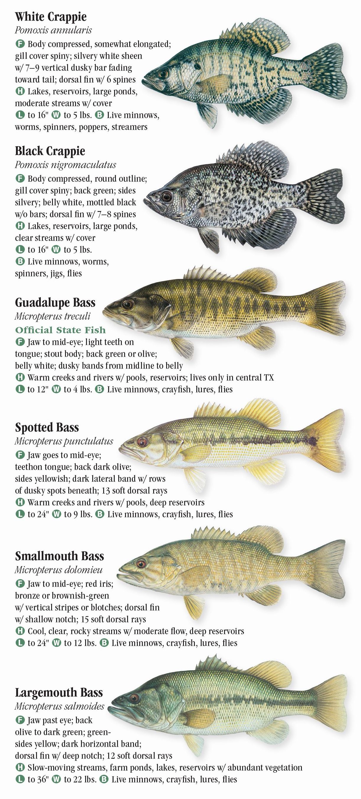 Freshwater Fishes of Texas – Quick Reference Publishing Retail