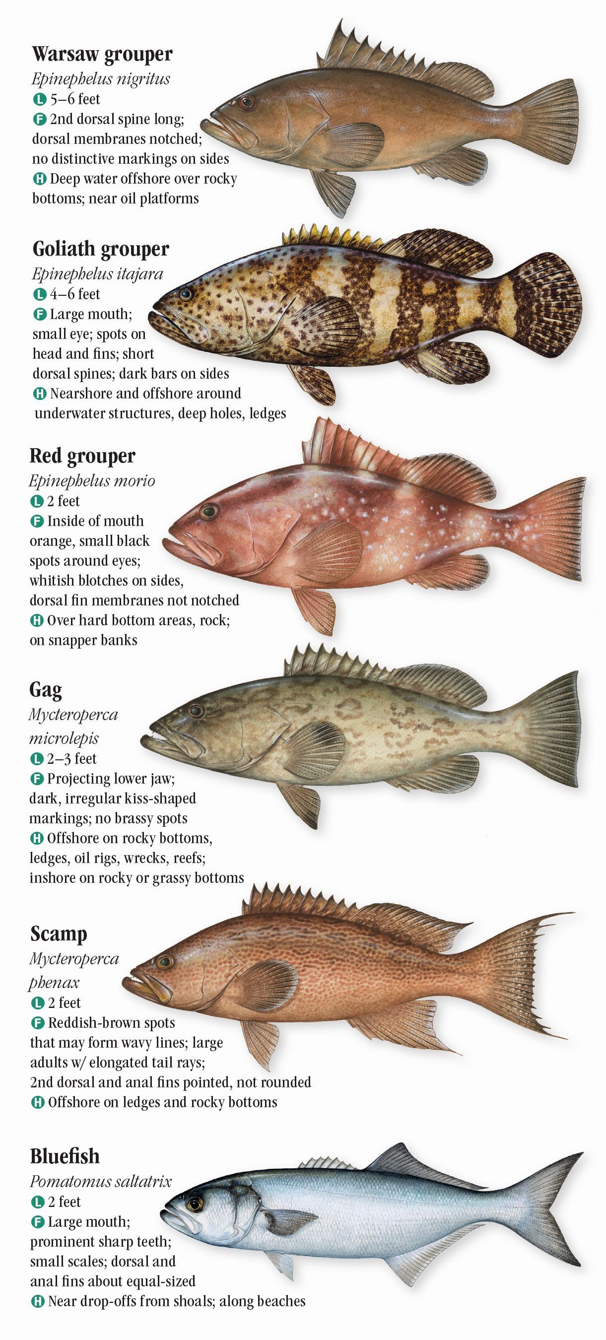 saltwater-fish-species-identification-chart