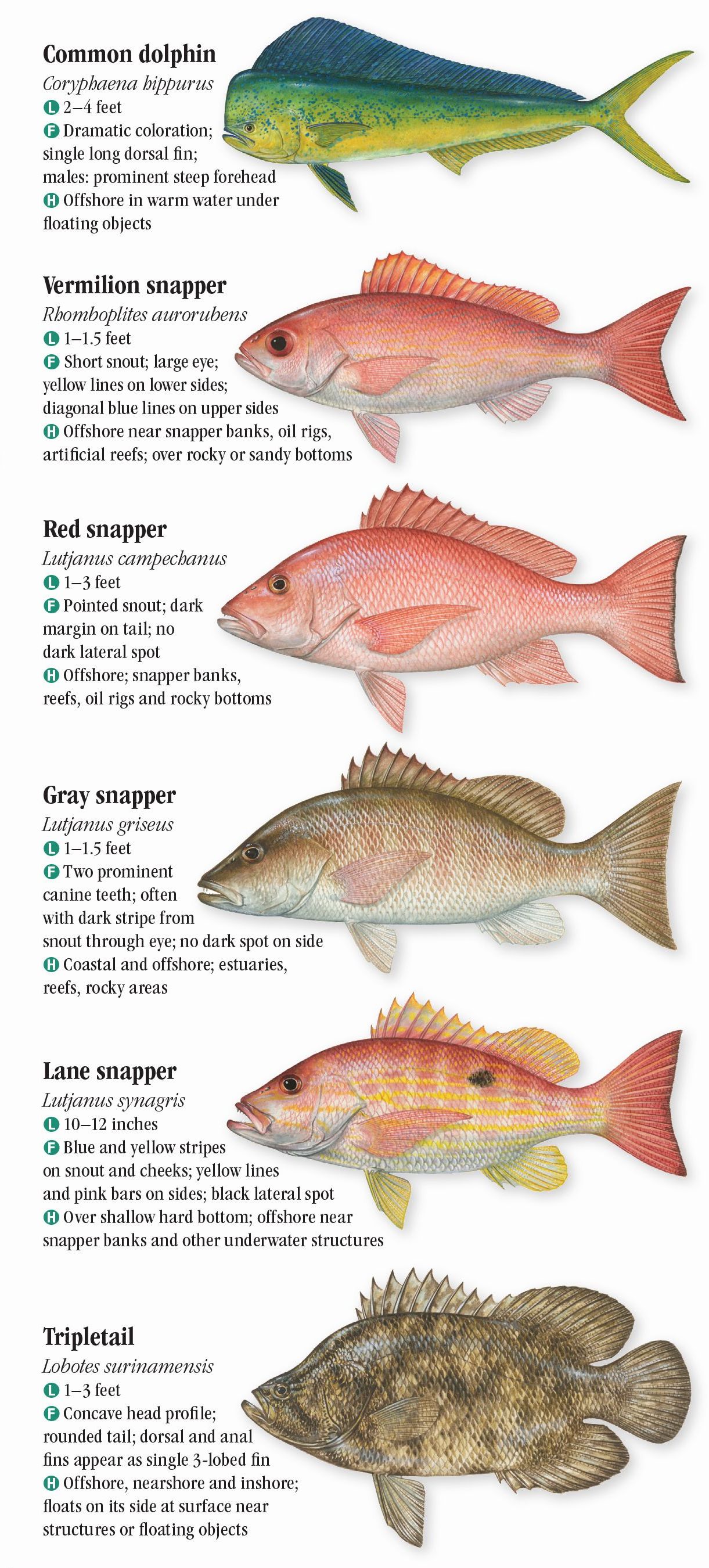 saltwater-fishes-of-the-texas-gulf-coast-quick-reference-publishing