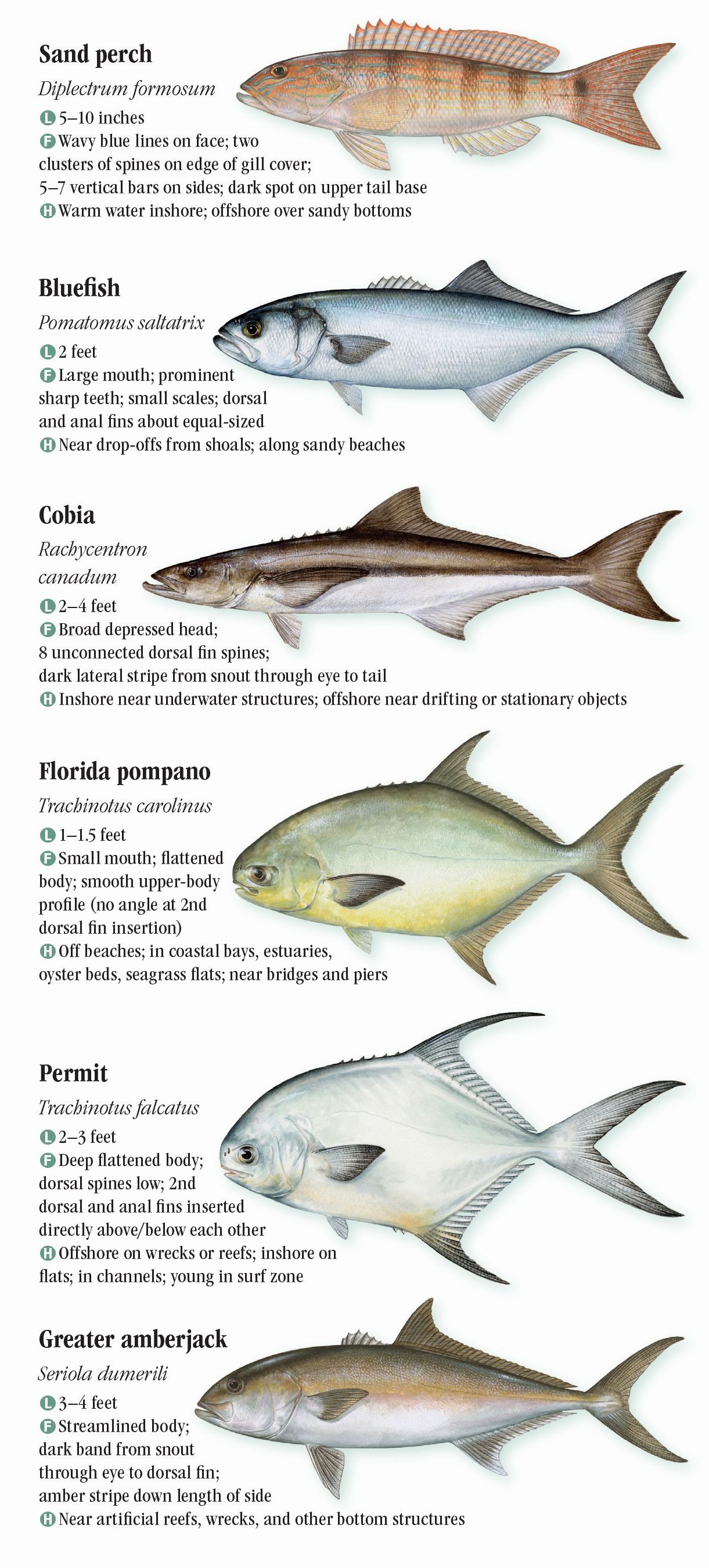 Saltwater Fishes of Florida: Central and Northern Atlantic Coast ...